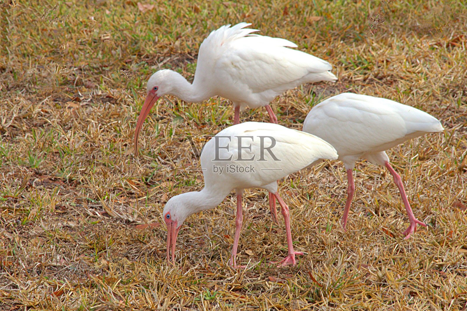 朱比斯三人清理了很多。照片摄影图片