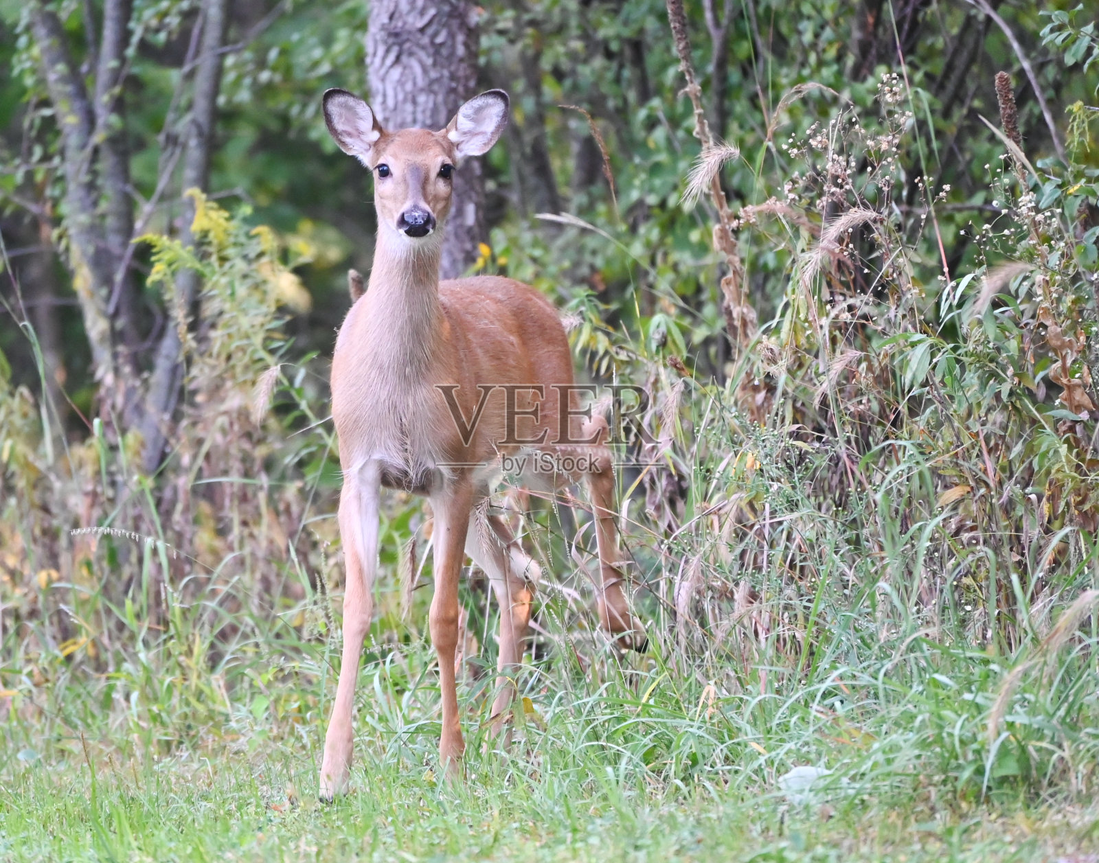 森林里的Doe照片摄影图片