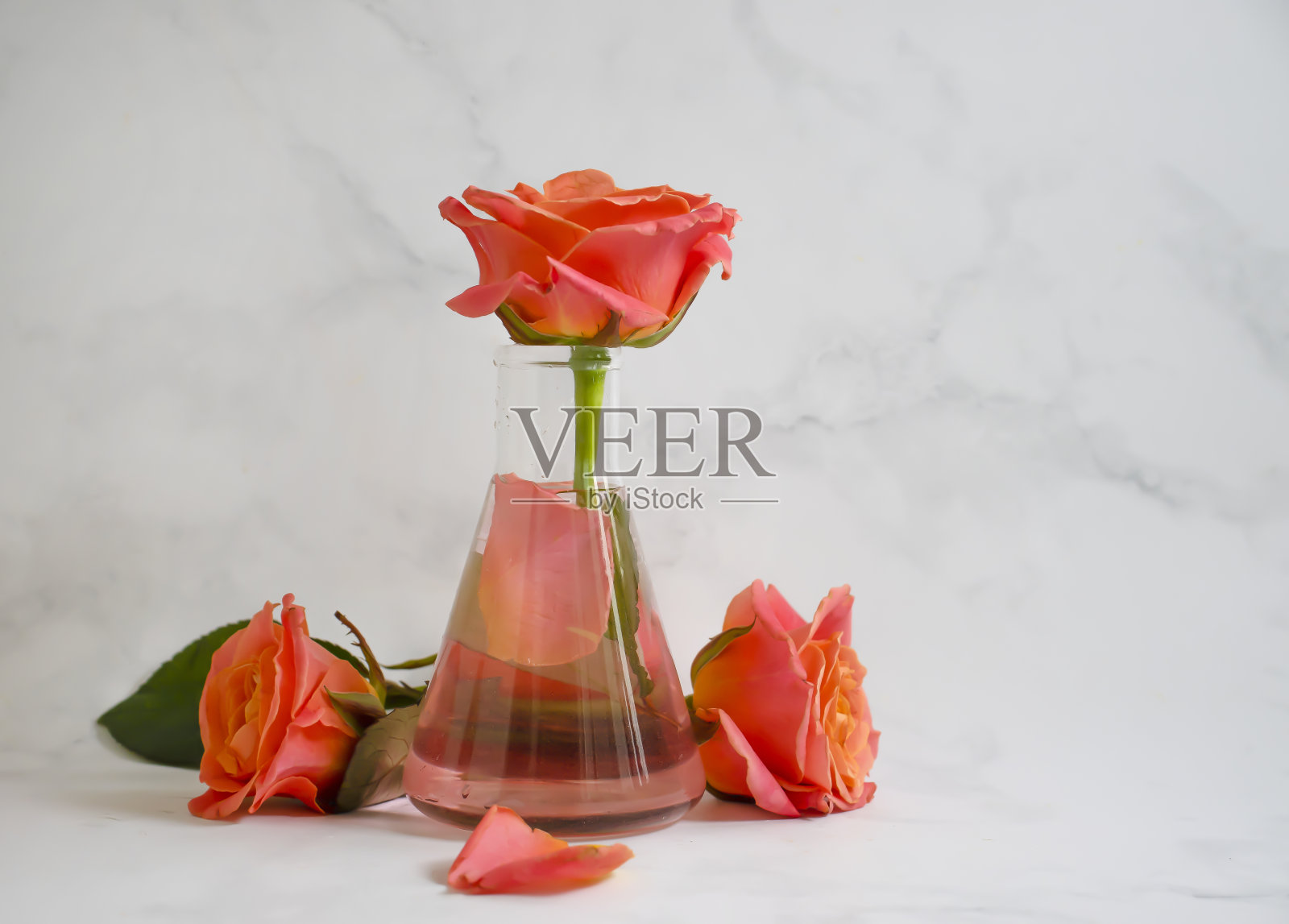 实验室烧瓶花玫瑰在浅的背景上照片摄影图片