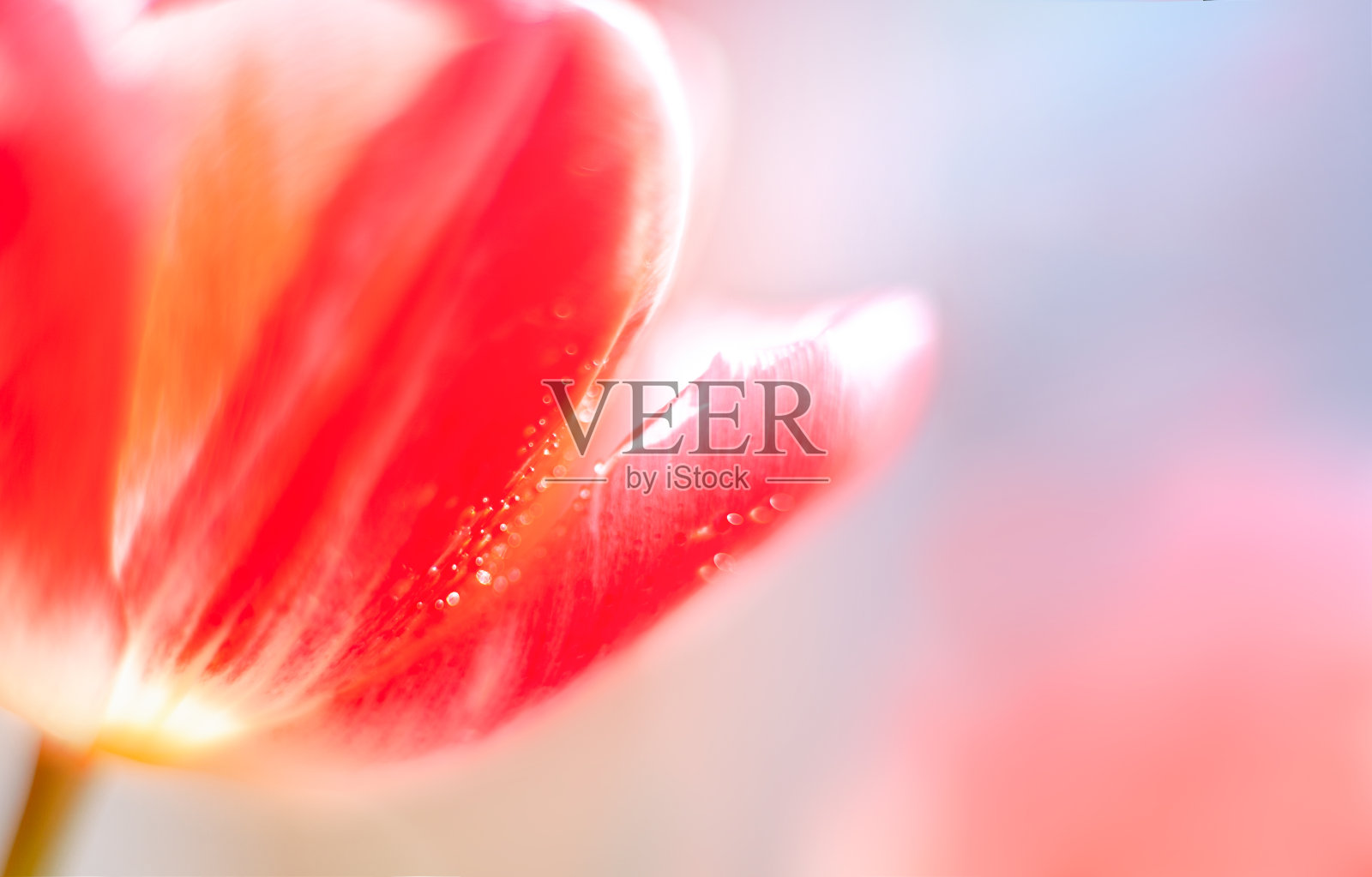 摘要宏观郁金香照片摄影图片