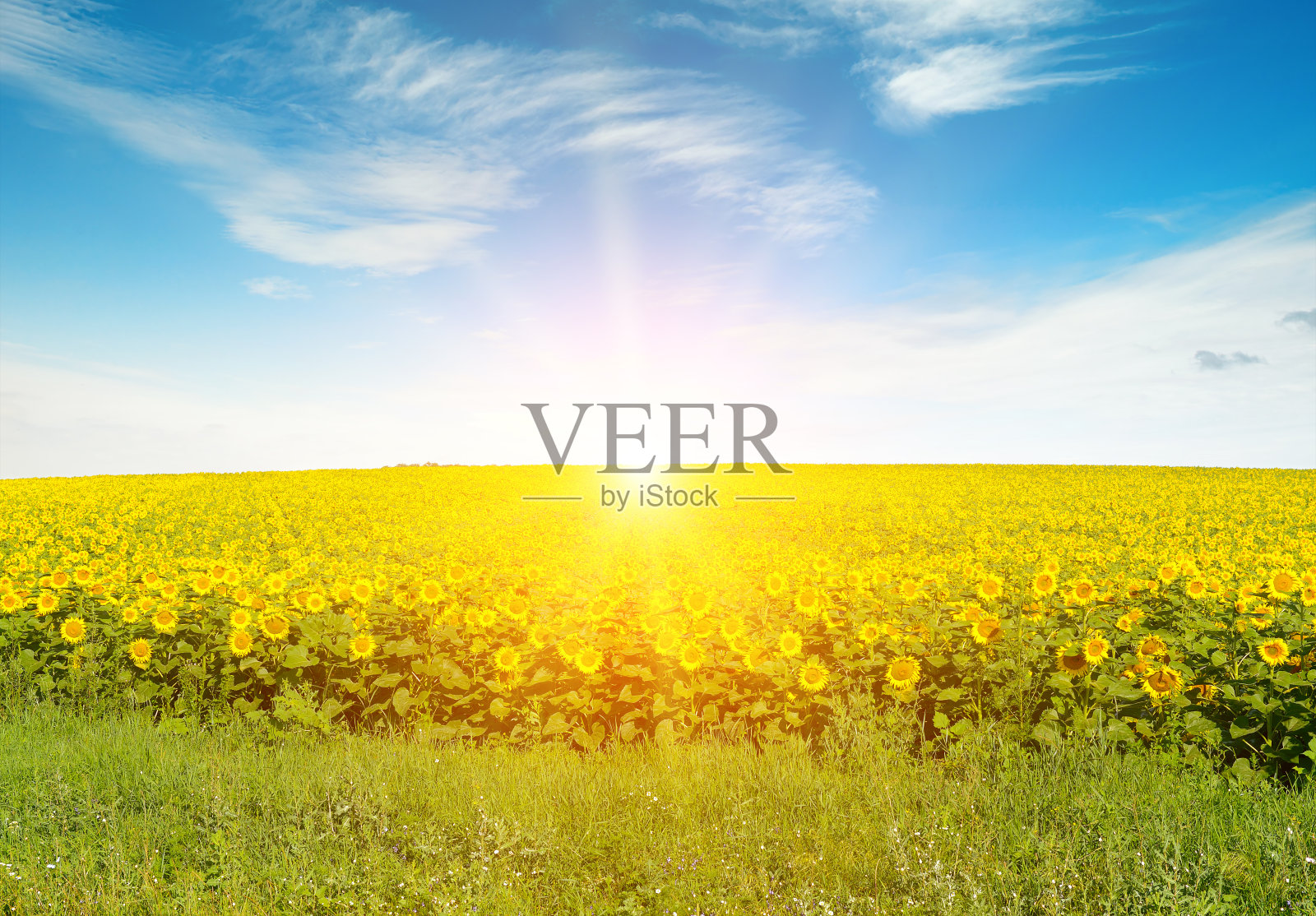 向日葵田里美丽的日出。照片摄影图片