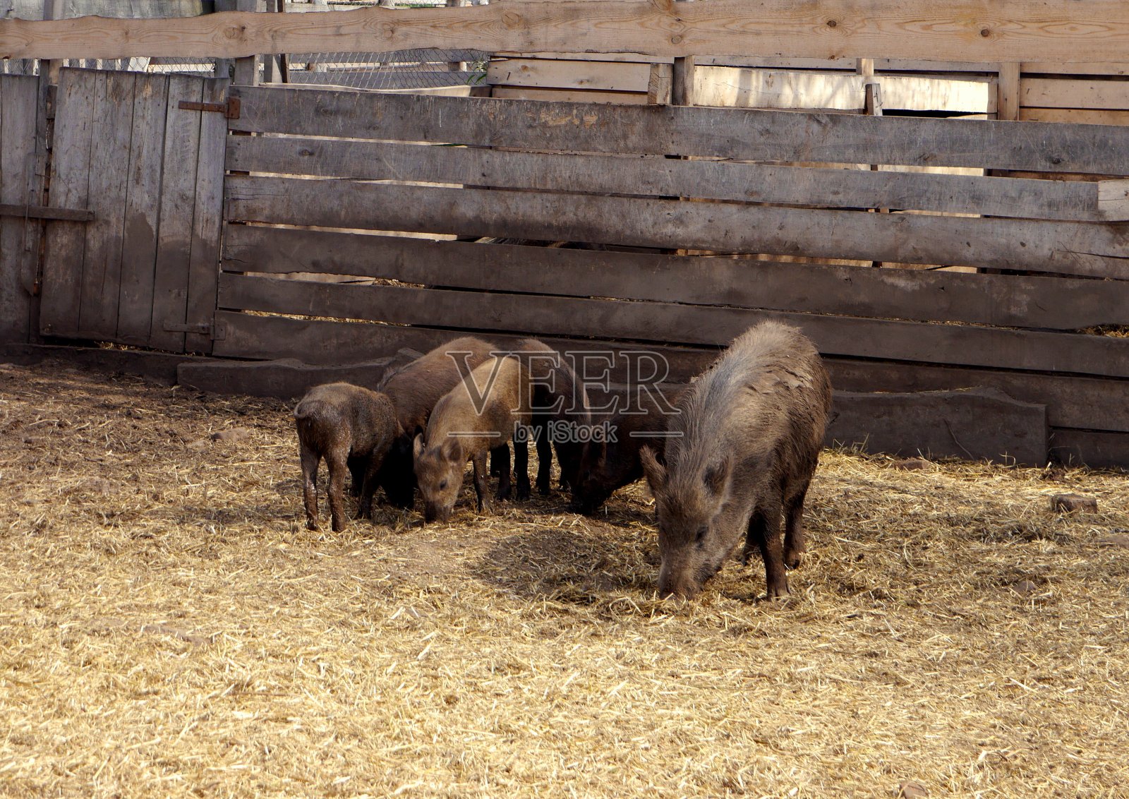 猪在农场照片摄影图片