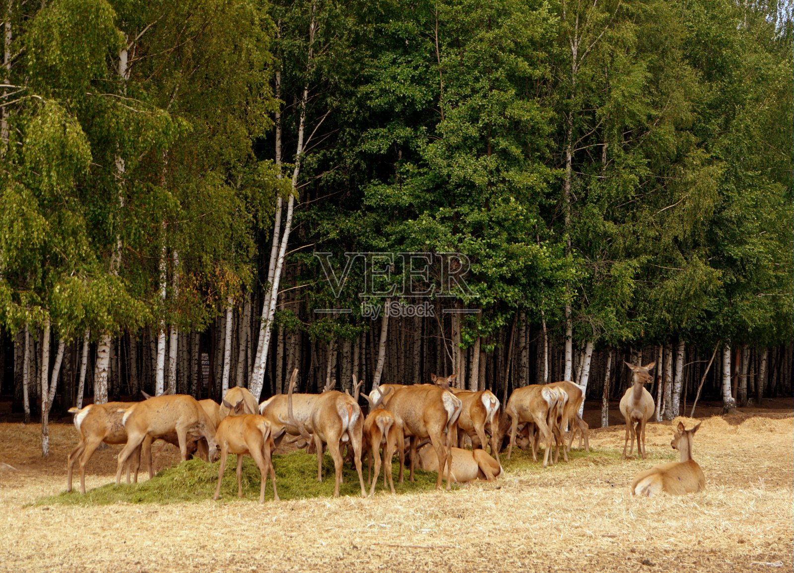 鹿农场照片摄影图片