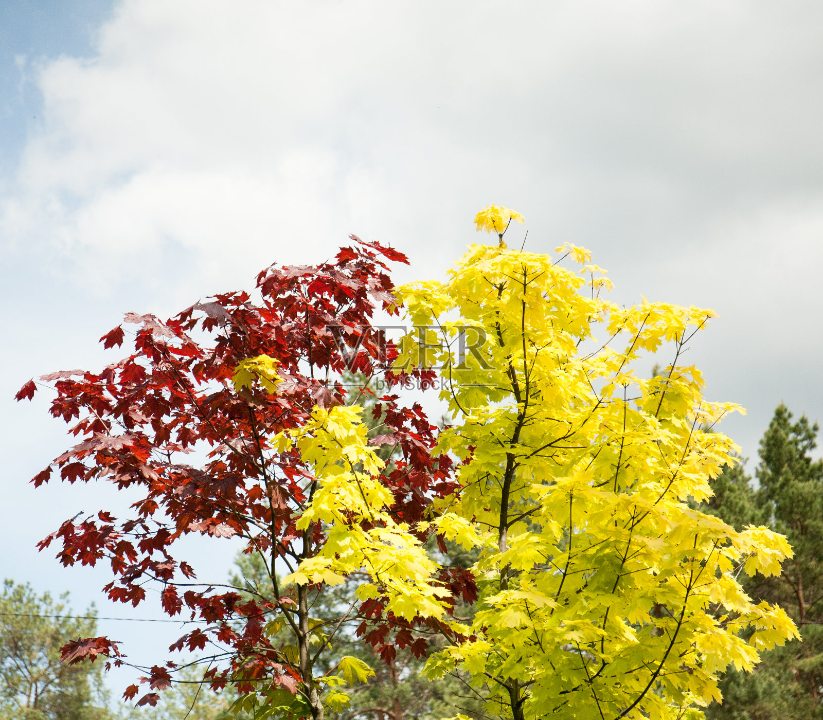 枫树,森林里有红有黄。大自然的美丽照片摄影图片
