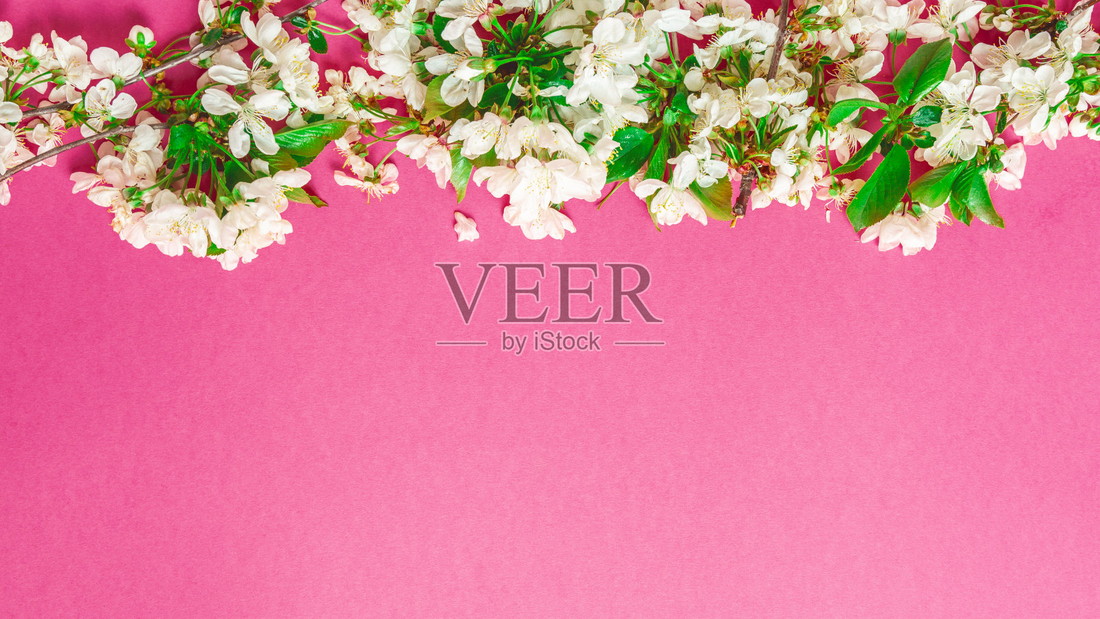 粉红色背景上的花组成。情人节、母亲节、妇女节的概念。平躺,顶视图,复制空间照片摄影图片