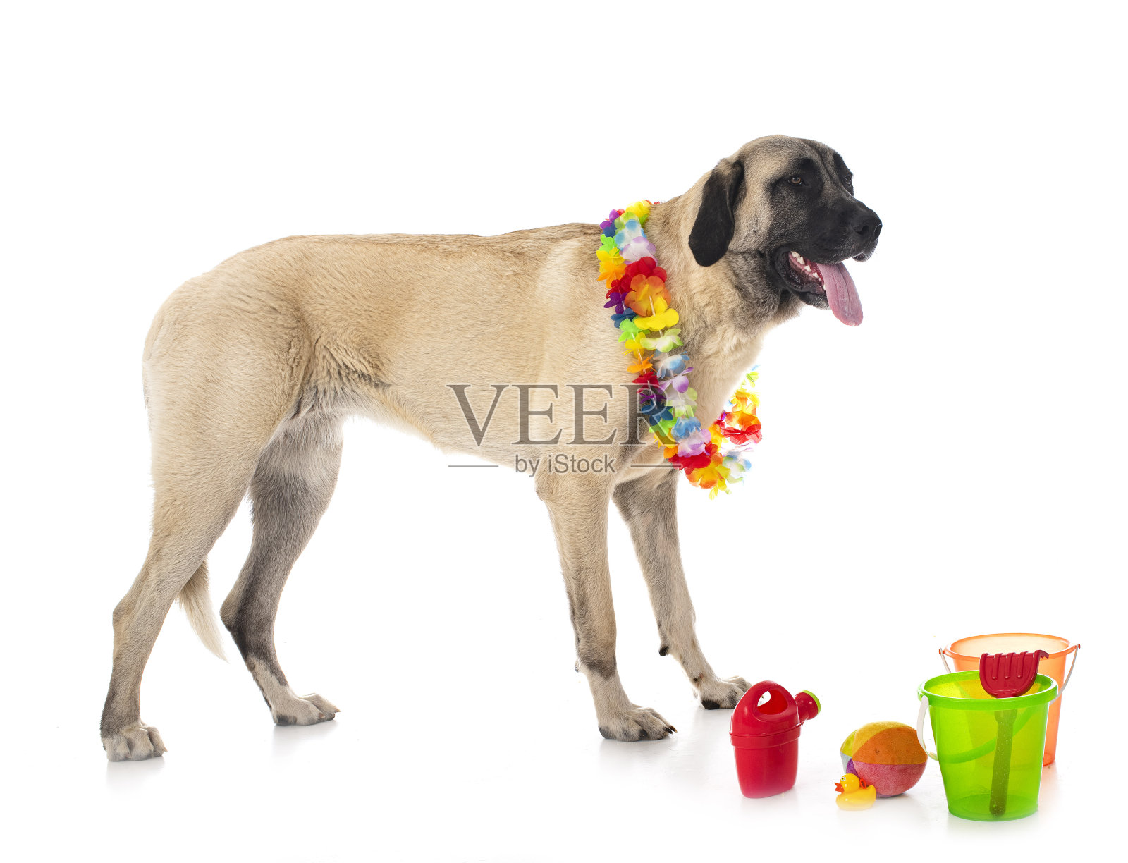 皮肤病牧羊犬照片摄影图片