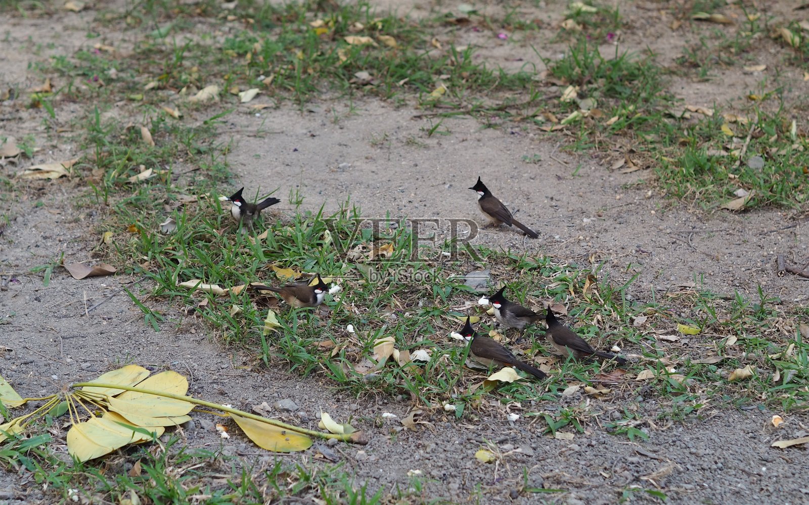 Red-whiskered夜莺照片摄影图片