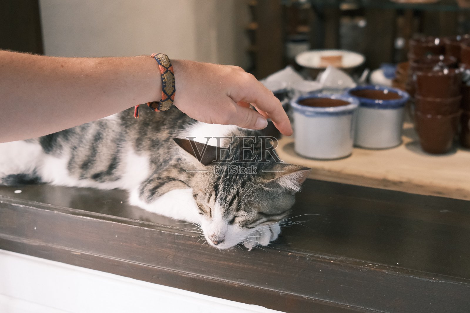 街猫照片摄影图片