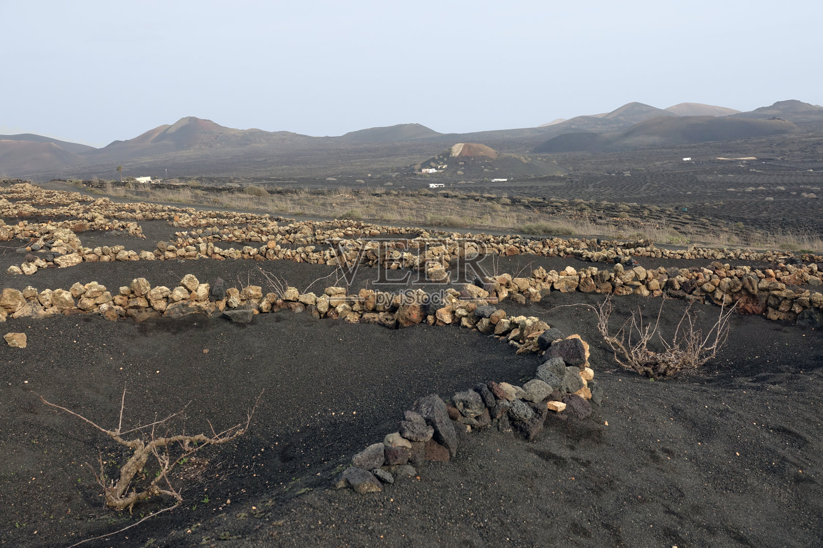 拉格里亚的冬季葡萄园照片摄影图片