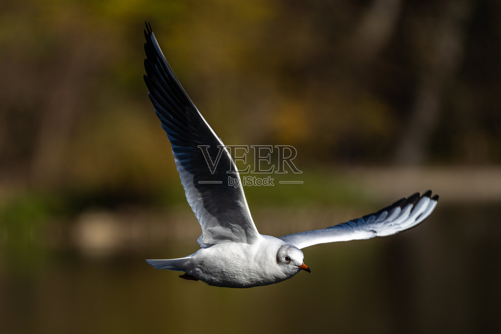 欧洲银鸥,银鸥是一种大型鸥照片摄影图片