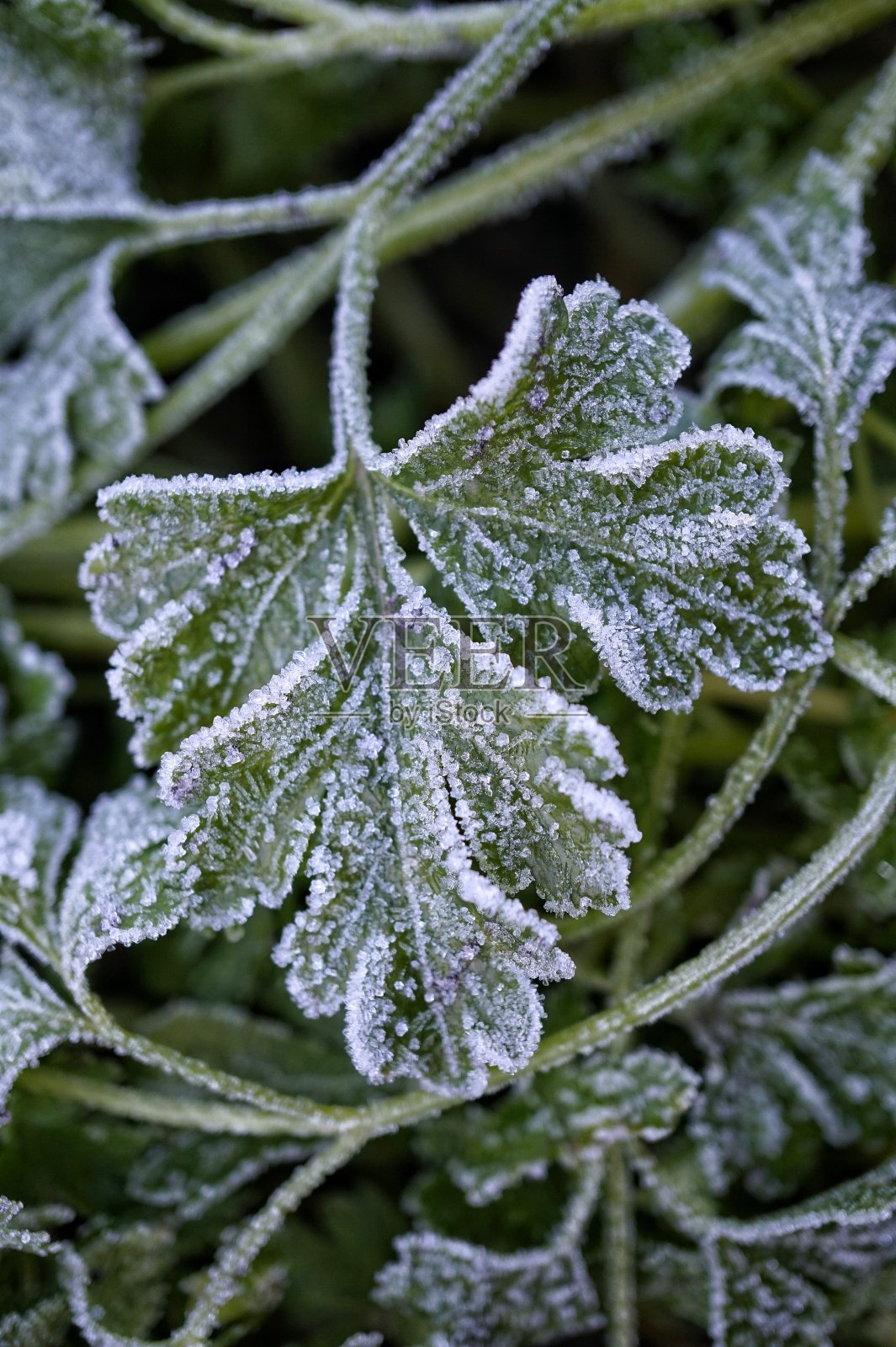 结霜照片摄影图片
