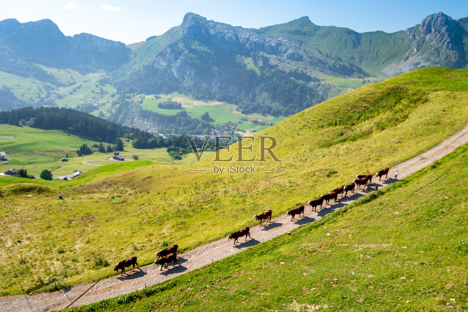 山上的牛群。La Clusaz、法国照片摄影图片