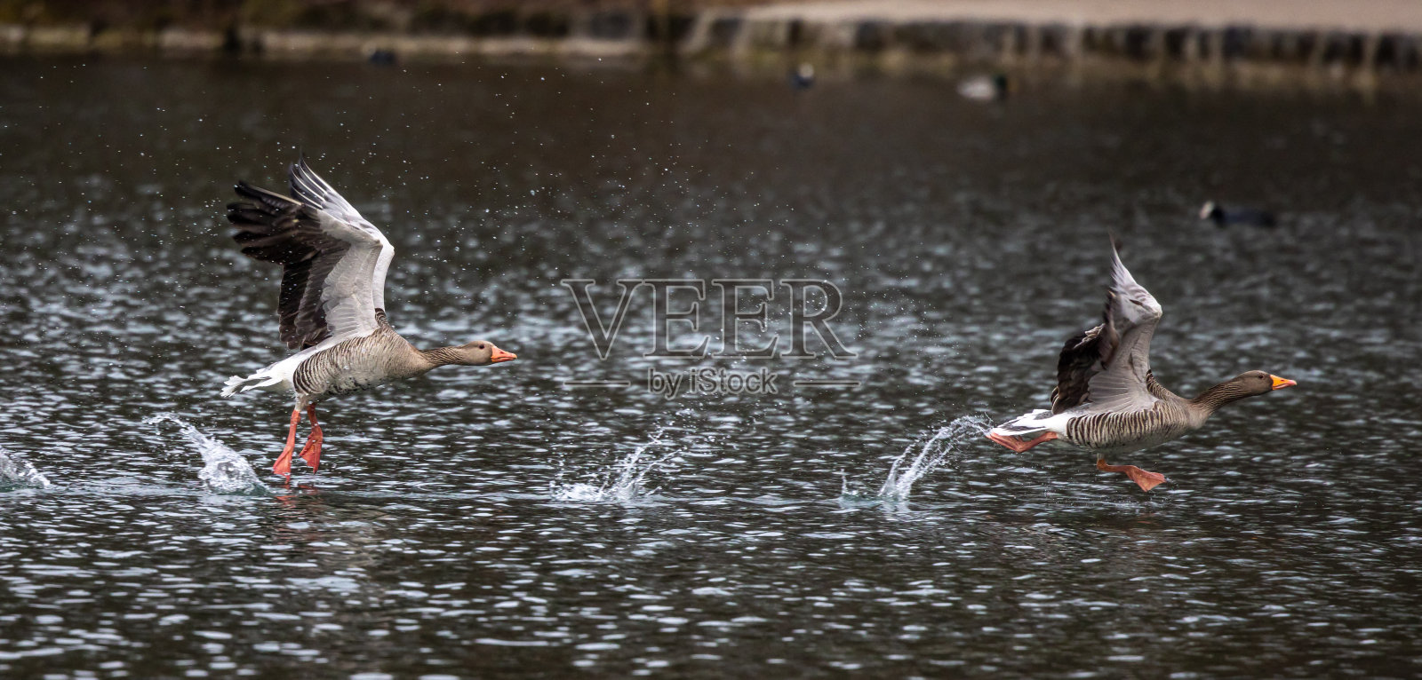 会飞的灰鹅,Anser Anser是一种大型鹅照片摄影图片