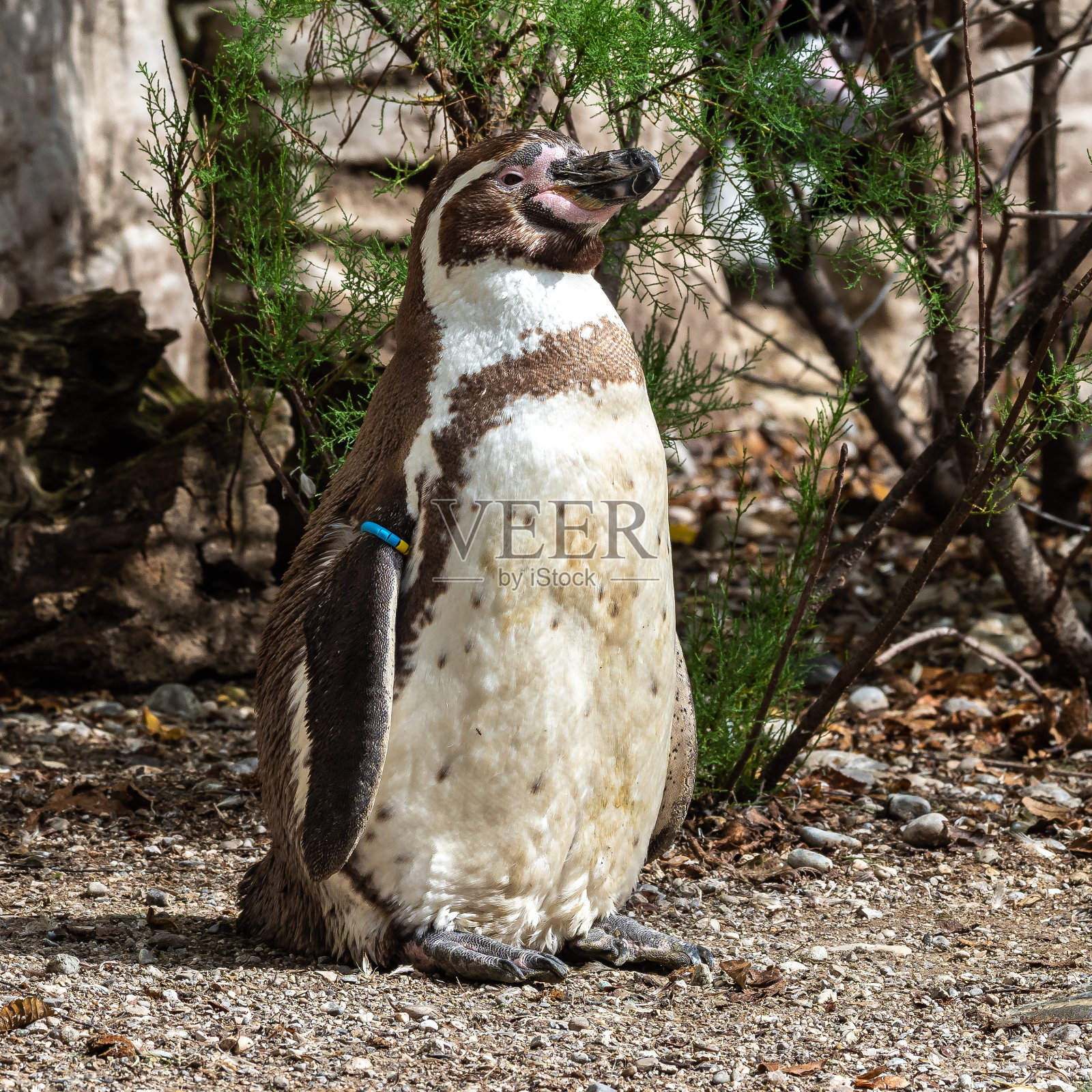 洪堡企鹅,公园中的洪堡企鹅照片摄影图片