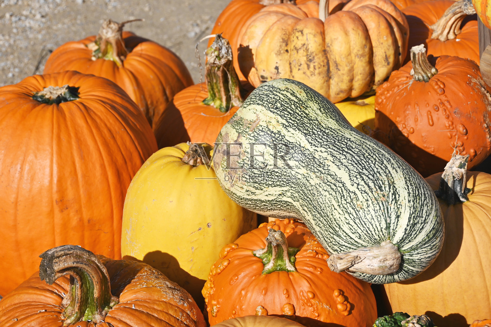 南瓜和西葫芦照片摄影图片