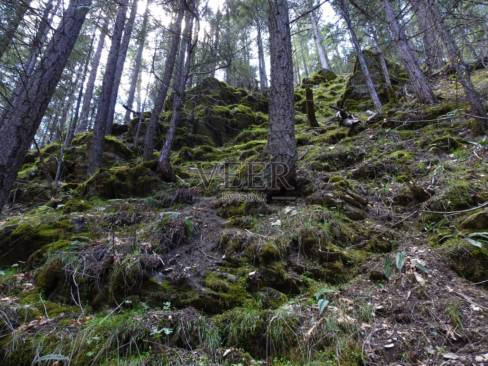 自然36照片摄影图片
