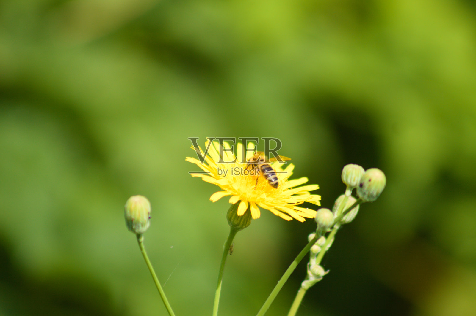 多年生苦菜开花的蜜蜂特写镜头与选择性聚焦前景照片摄影图片
