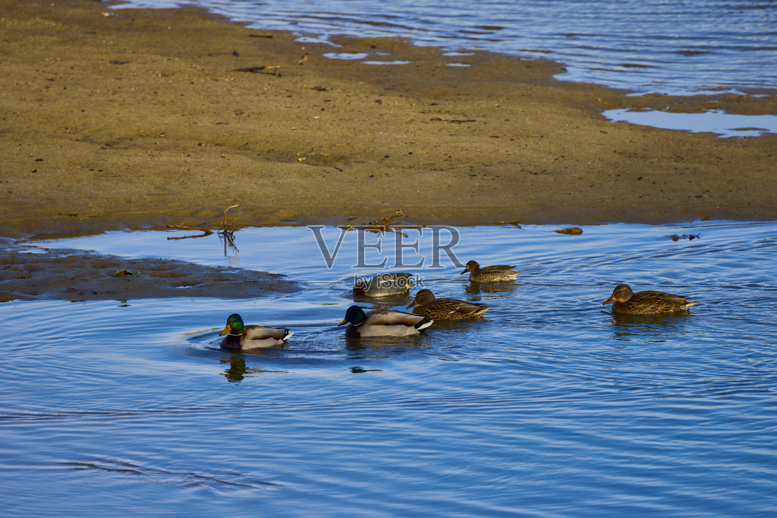 阳光明媚的一天,河上的鸭子照片摄影图片