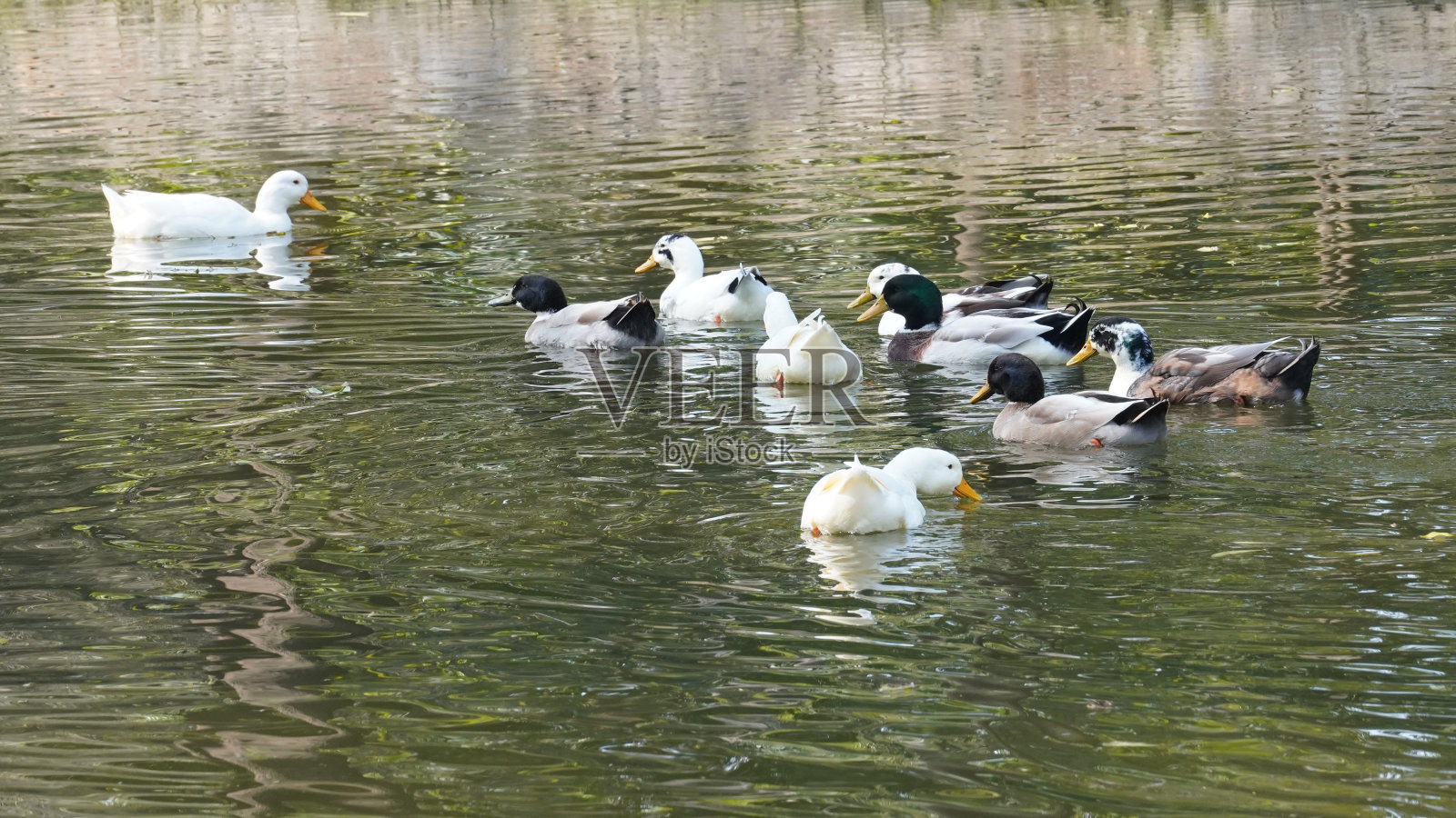 鸭子照片摄影图片