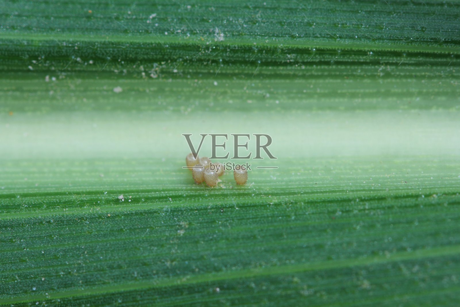 蝽科盾蝽的卵在玉米叶子上。照片摄影图片