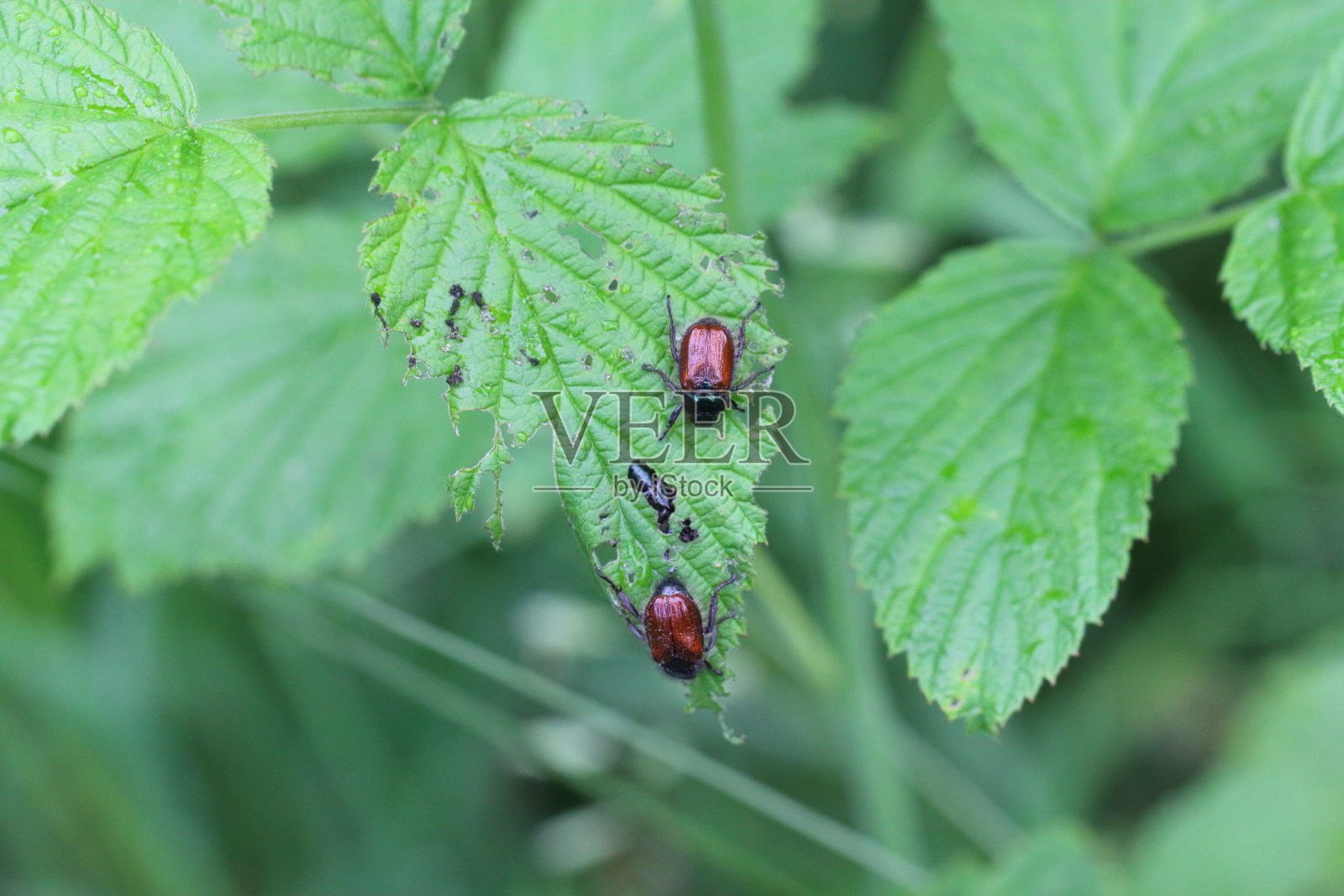 园叶甲虫(Phyllopertha horticola)以树莓叶为食,这种甲虫经常是花园中的害虫照片摄影图片
