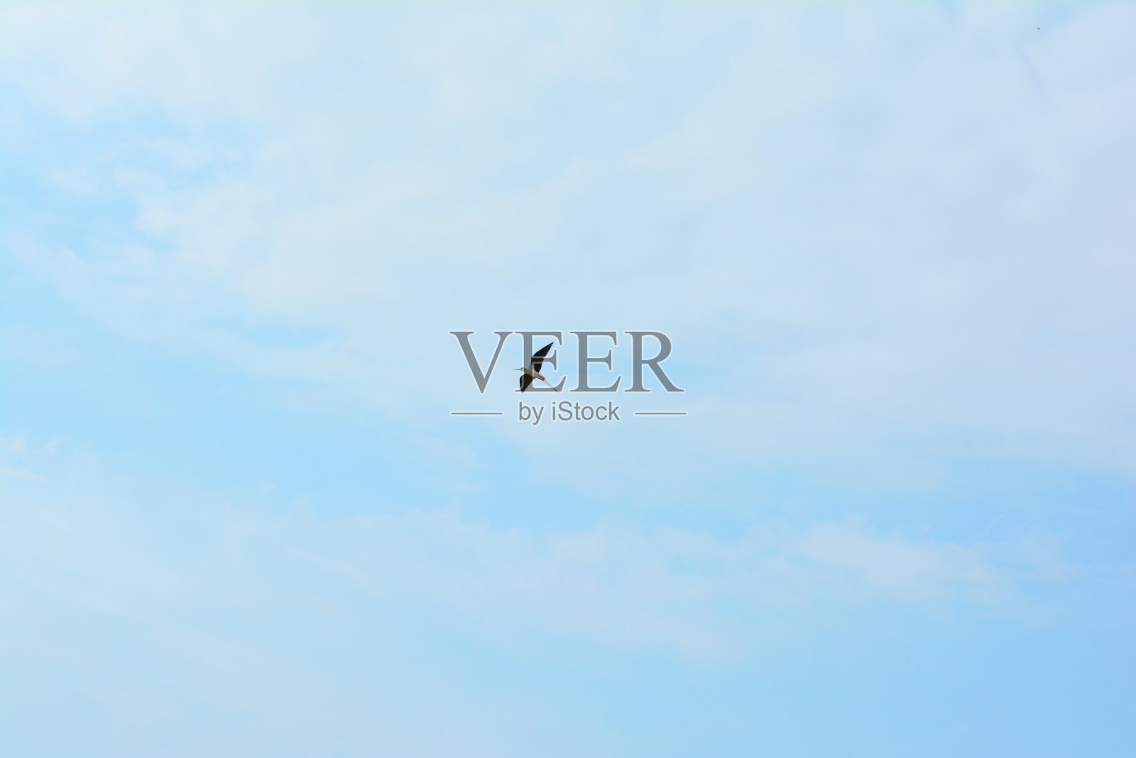 鸟飞照片摄影图片