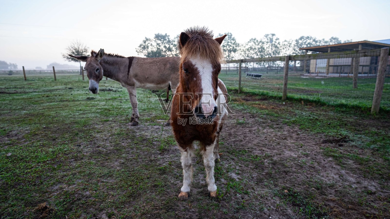 你好小照片摄影图片