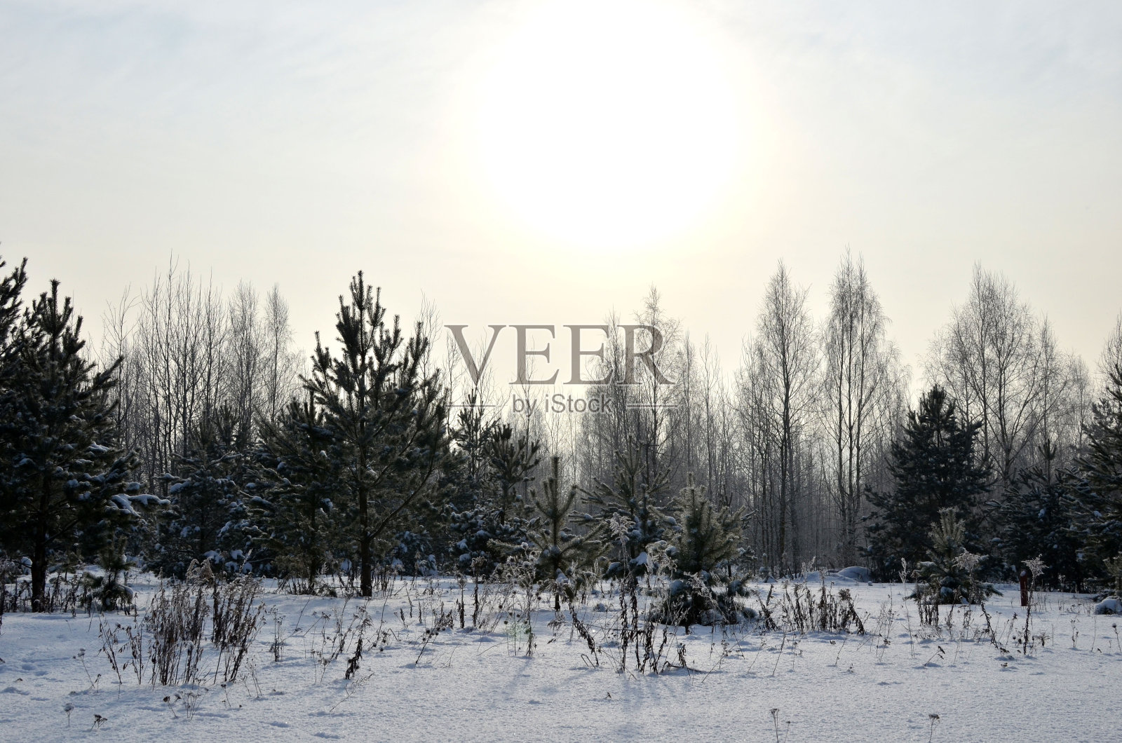 可怕的冬天的风景。照片摄影图片