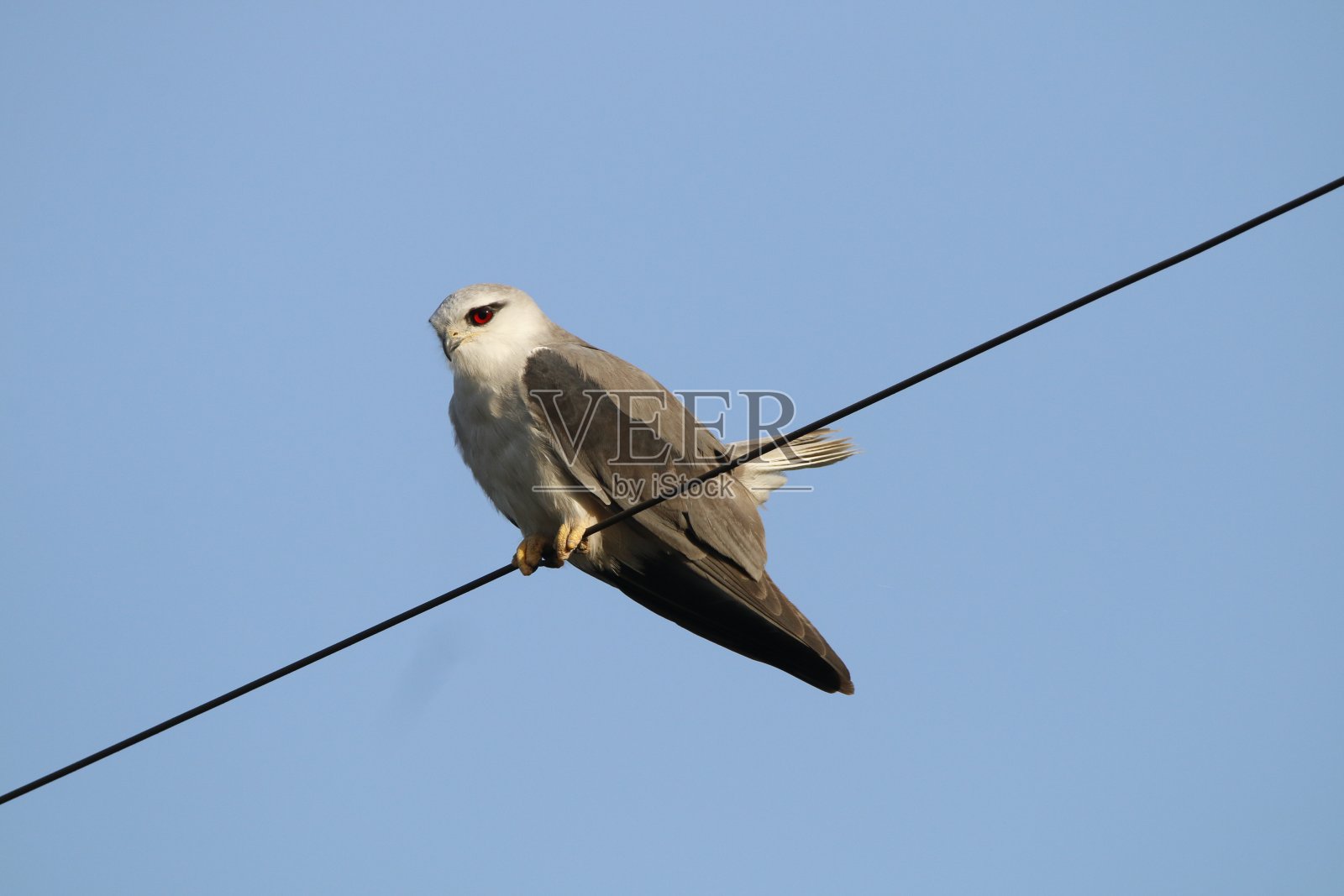 黑色承担风筝照片摄影图片