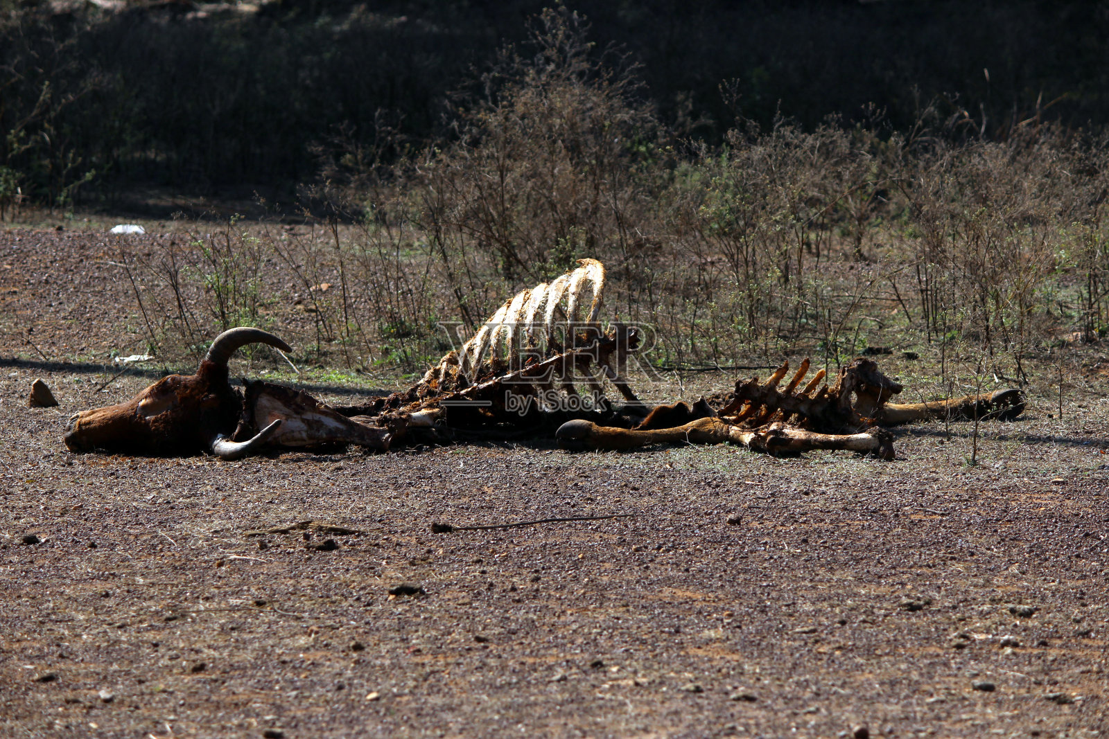 牛骨照片摄影图片
