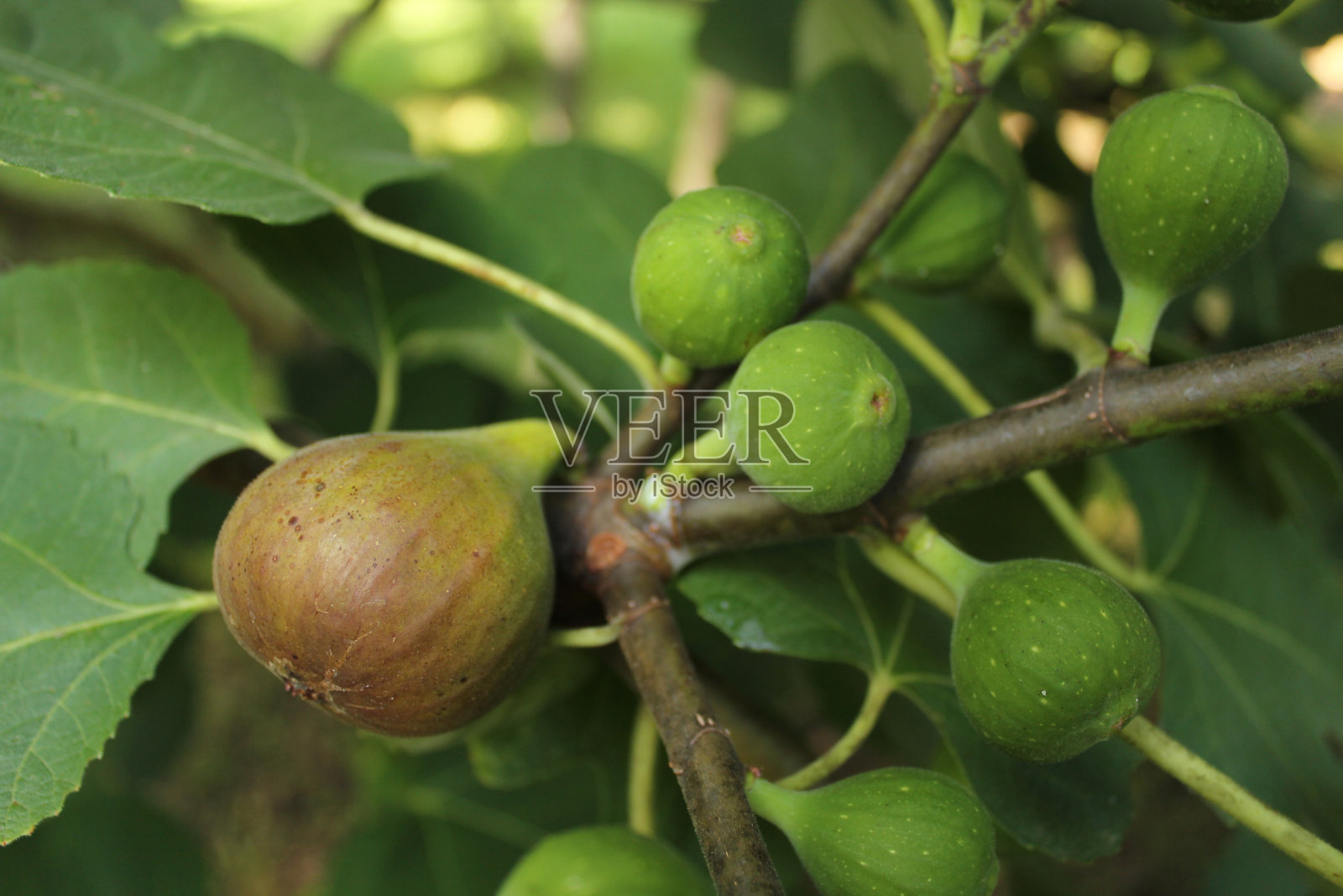新鲜无花果生长在树上成熟的无花果和绿色的无花果照片摄影图片