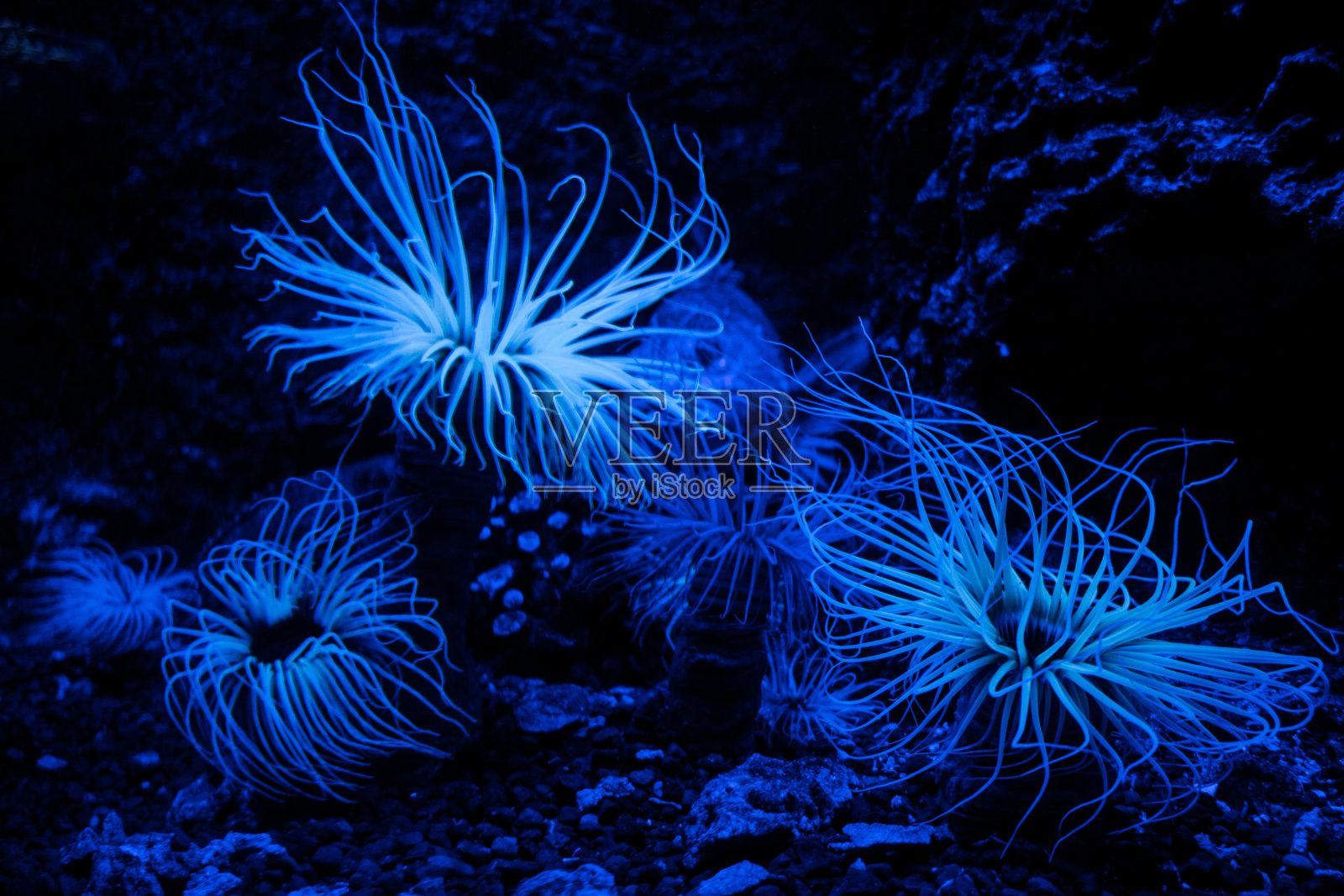 珊瑚礁上的海葵照片摄影图片