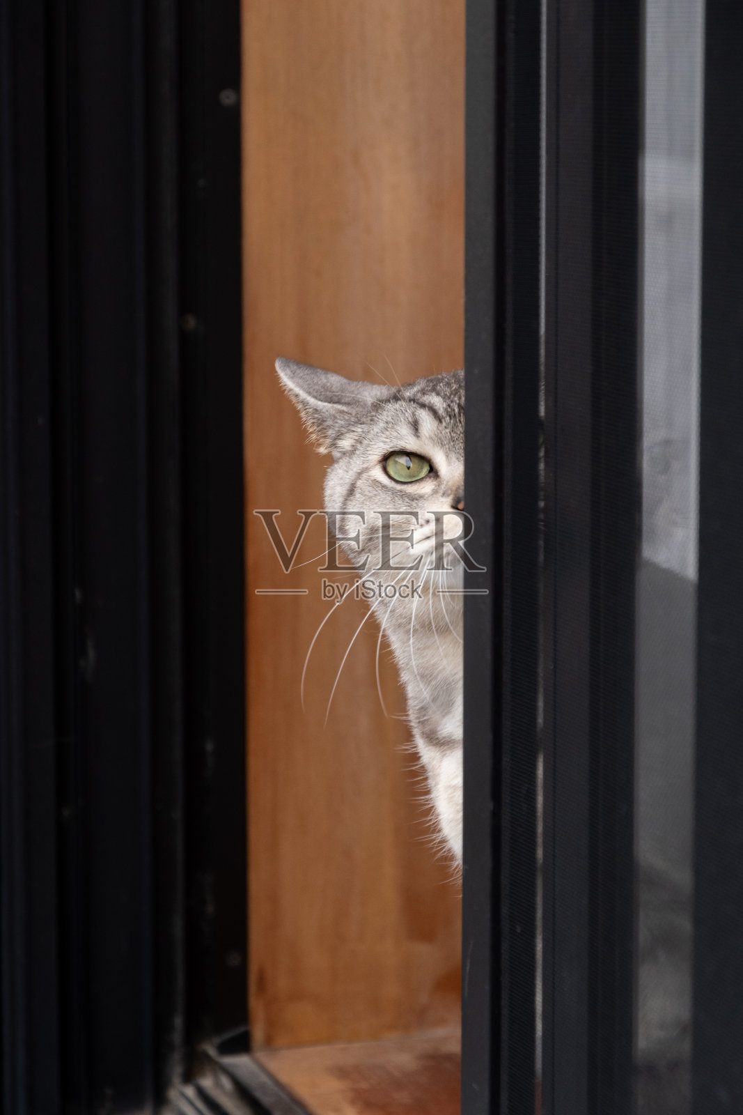 猫照片摄影图片