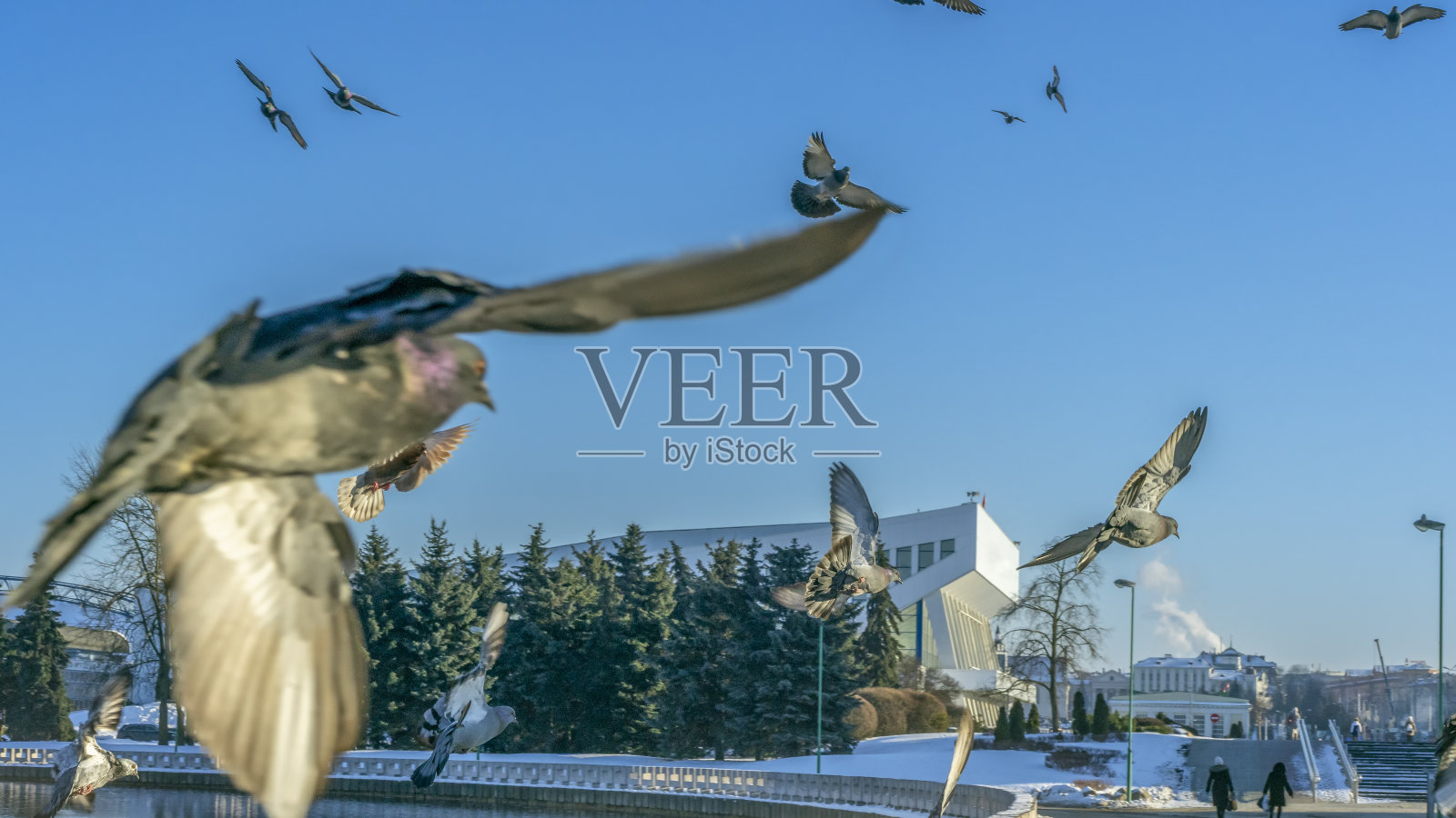 鸟儿在城里的蓝天上飞翔。许多飞行的鸽子在冬天的天空背景。空间的文本。形象设计。照片摄影图片