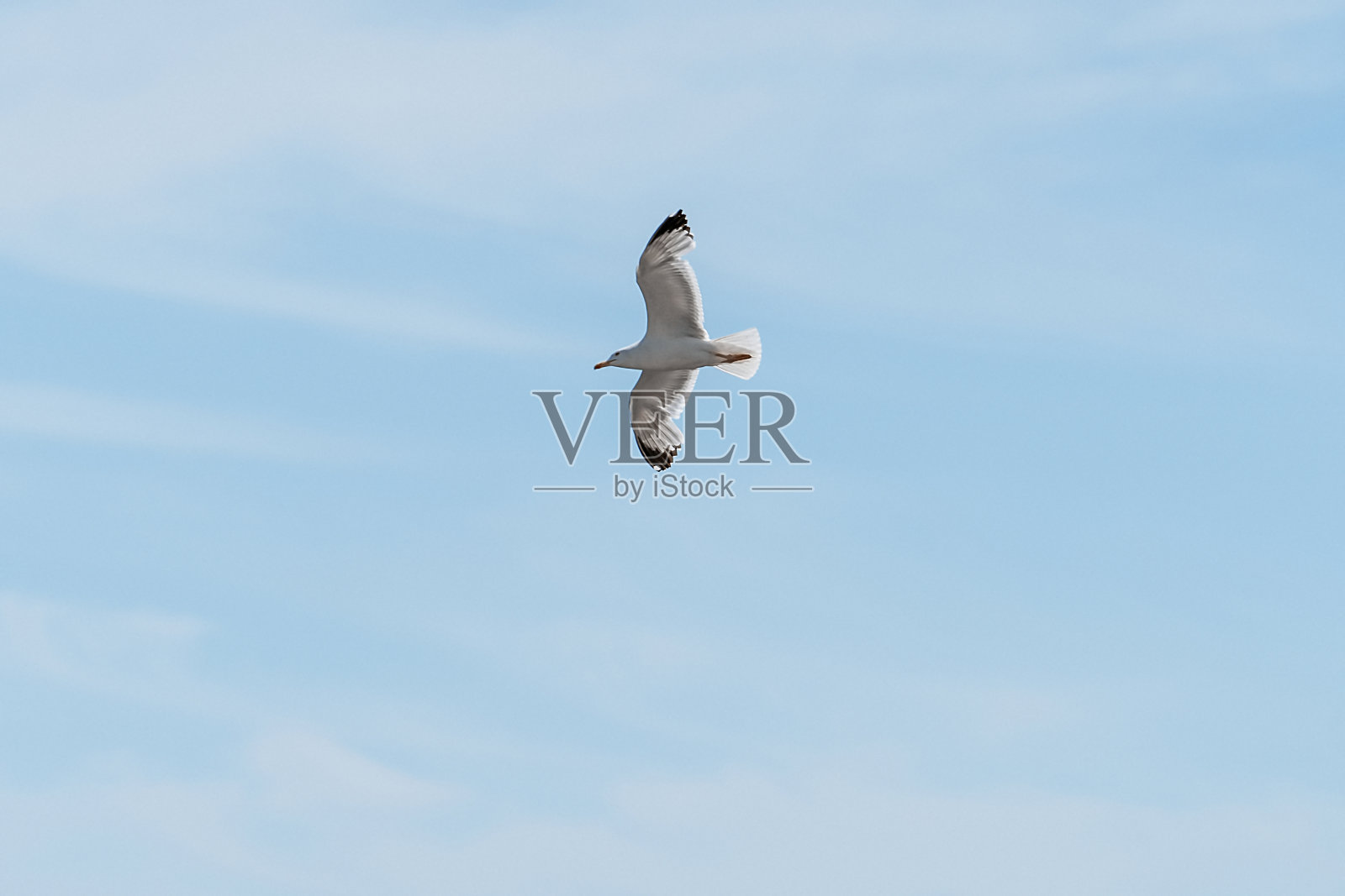 飞翔的白色海鸥在蓝色的大海的背景上照片摄影图片