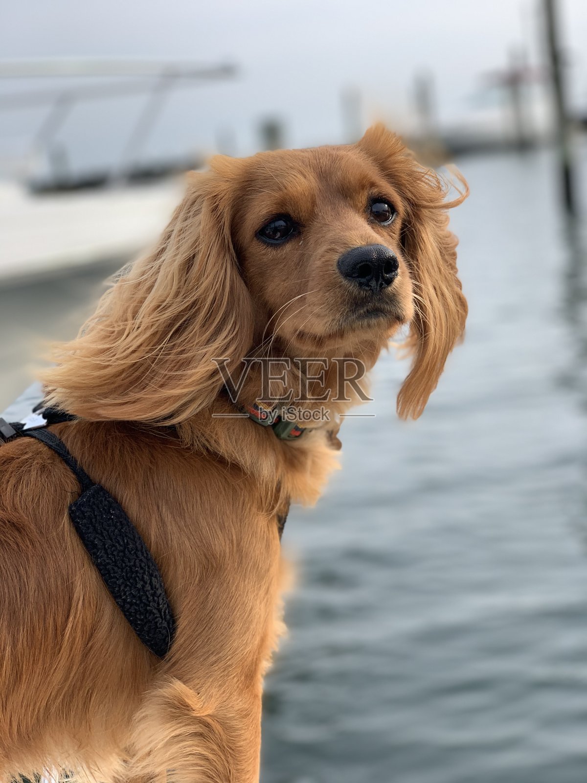 狗起航照片摄影图片