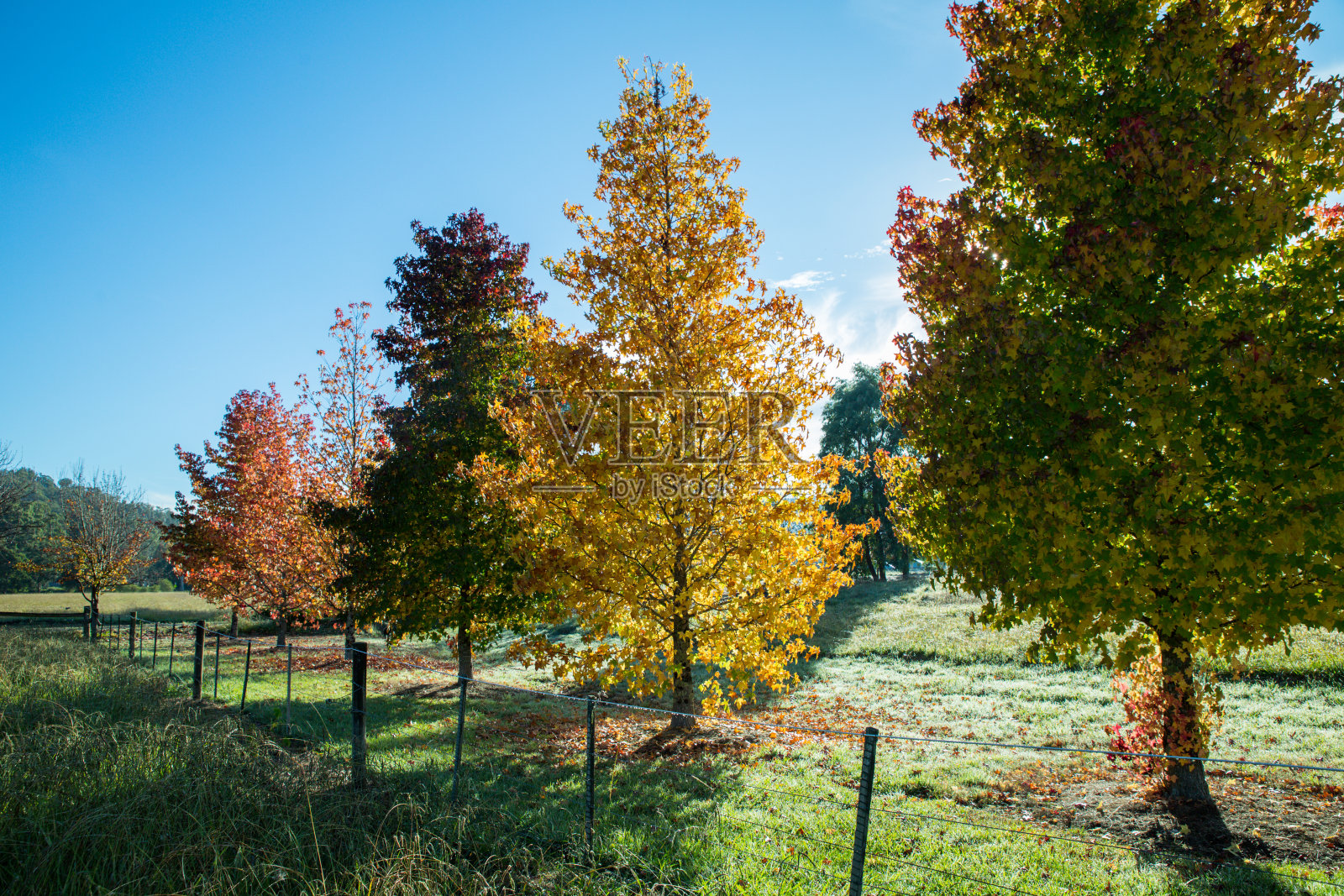 澳大利亚维多利亚州的秋色树林,景色优美。照片摄影图片