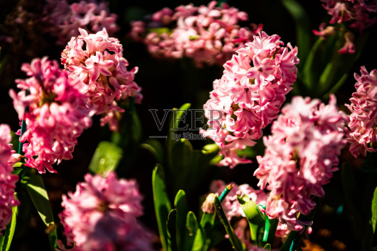 美丽的背景,盛开的五彩缤纷的花在花园里。照片摄影图片