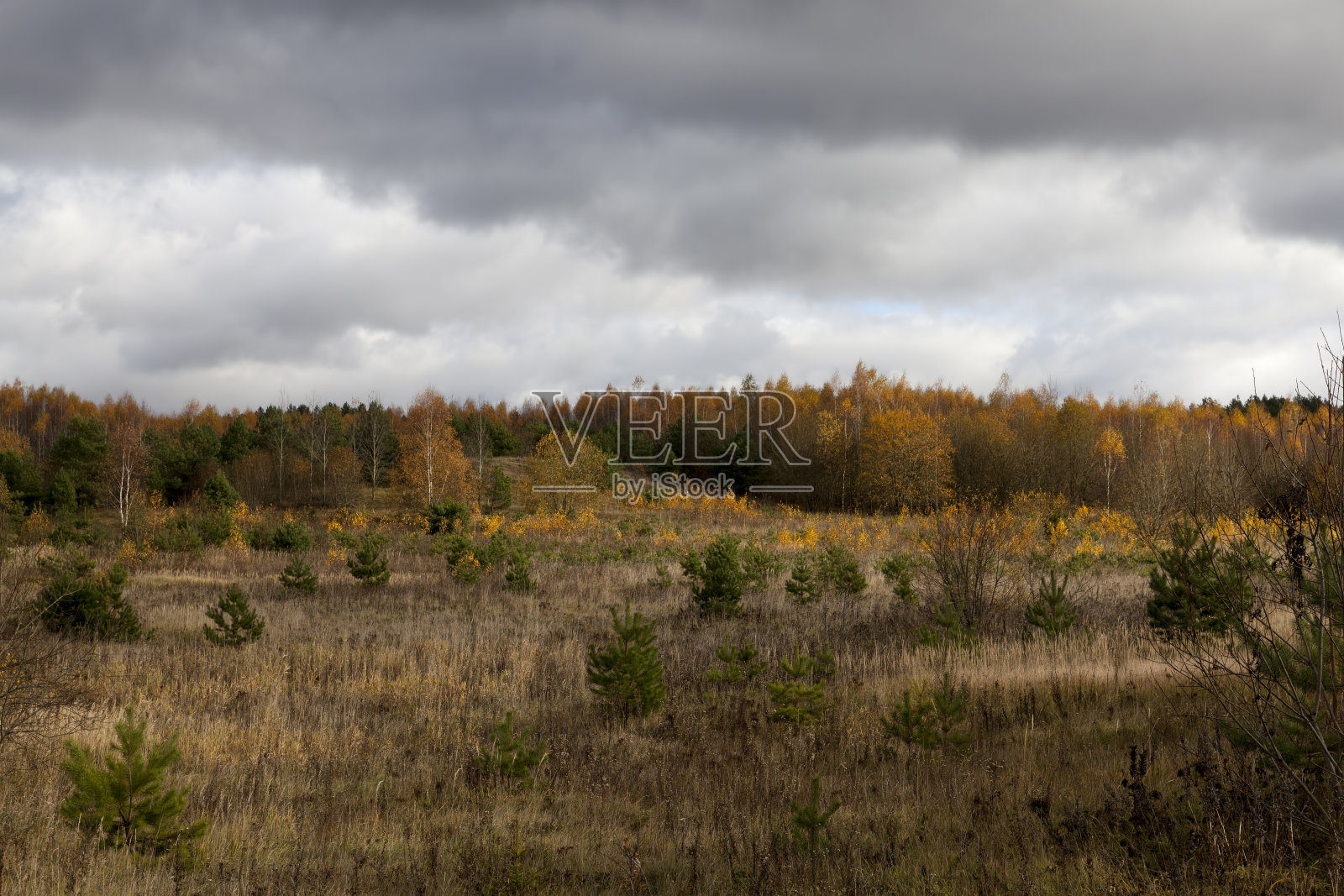 树木和植物在秋天照片摄影图片