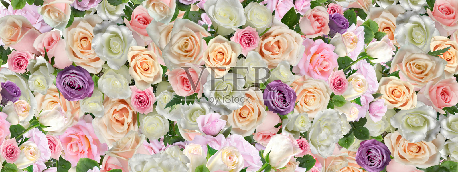 背景色彩丰富的活的天然玫瑰照片摄影图片