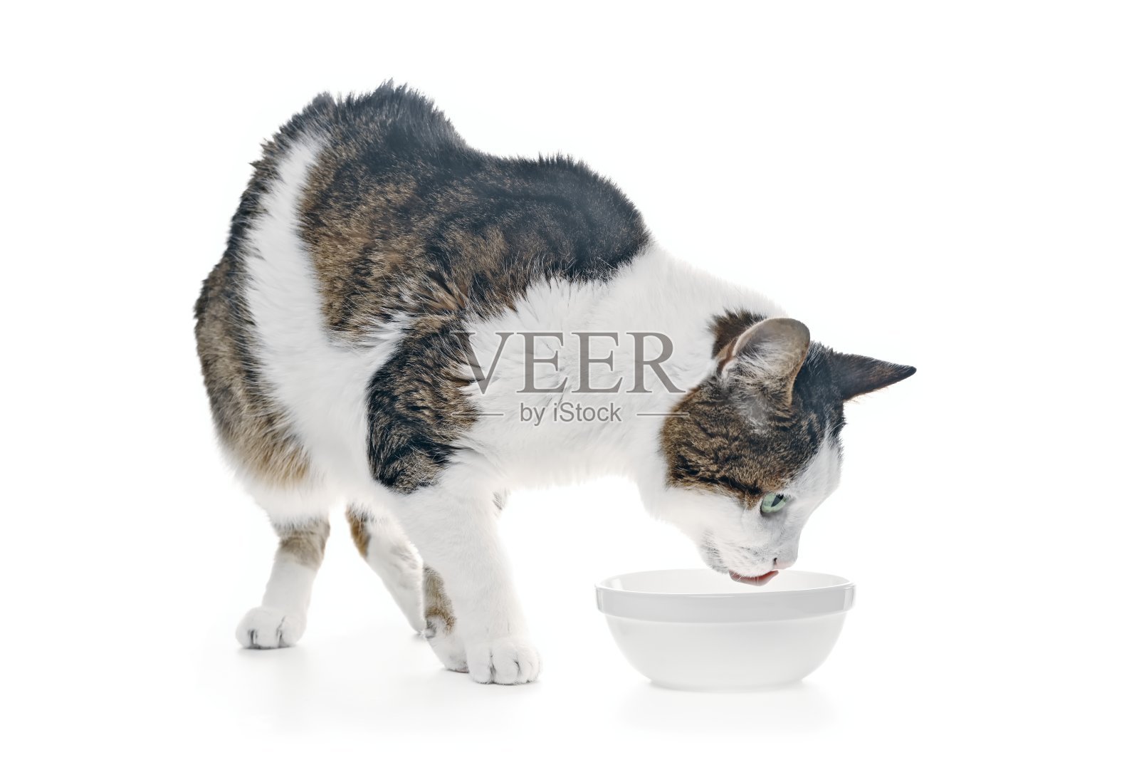 虎斑猫在吃白色碗里的食物。孤立在白色背景上照片摄影图片