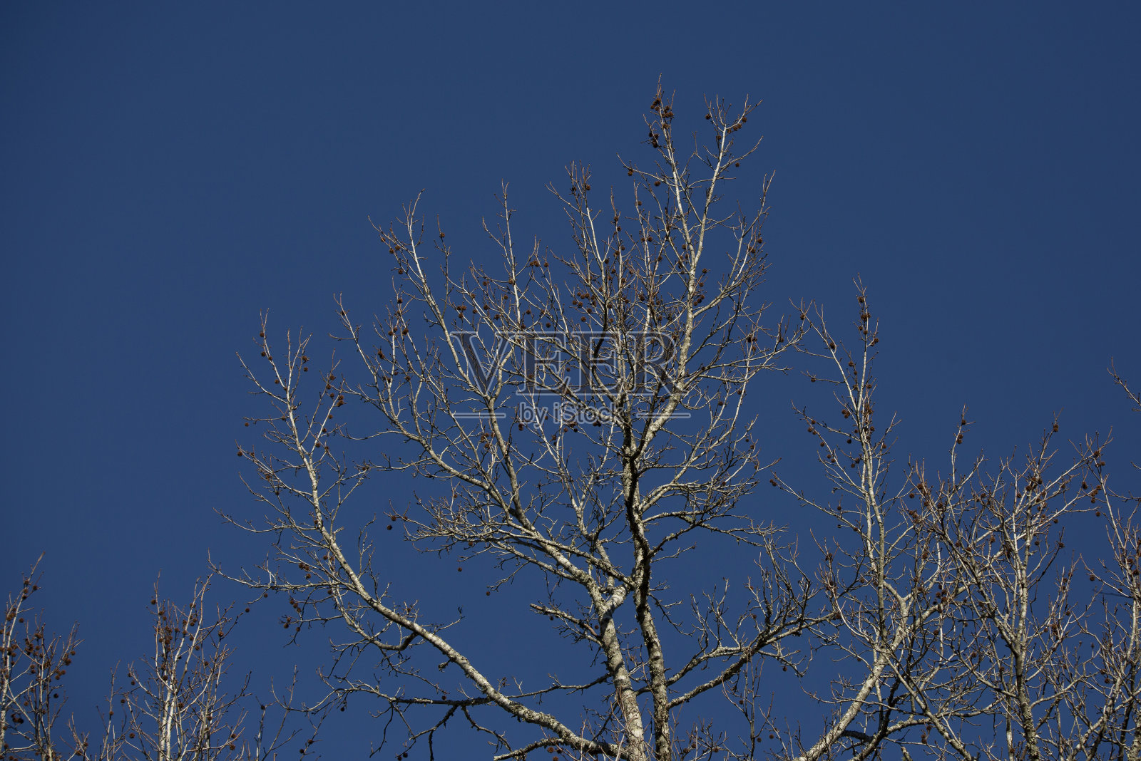 枫香树照片摄影图片