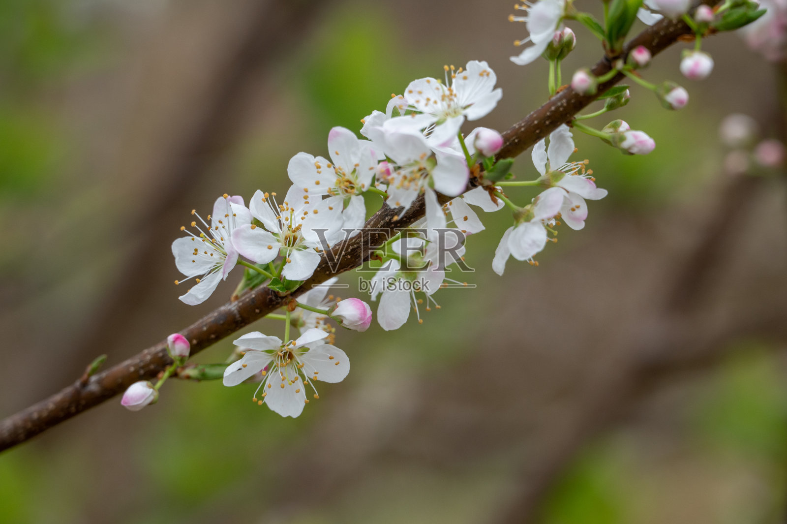 白梅盛开了照片摄影图片
