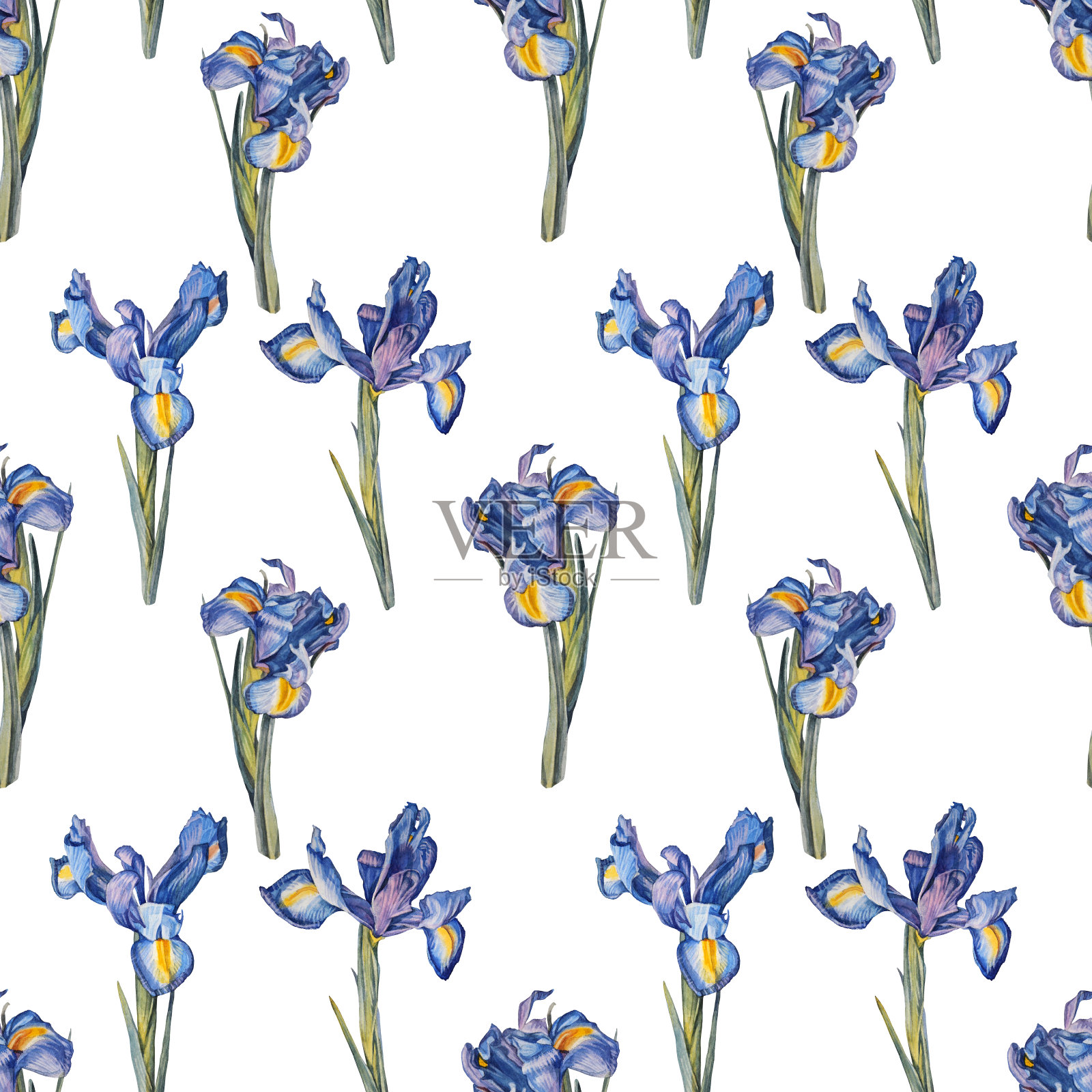 无缝模式水彩虹膜花孤立在白色背景上。手绘植物艺术婚礼邀请庆祝。春夏元素壁纸速写本包装彩色书插画图片素材