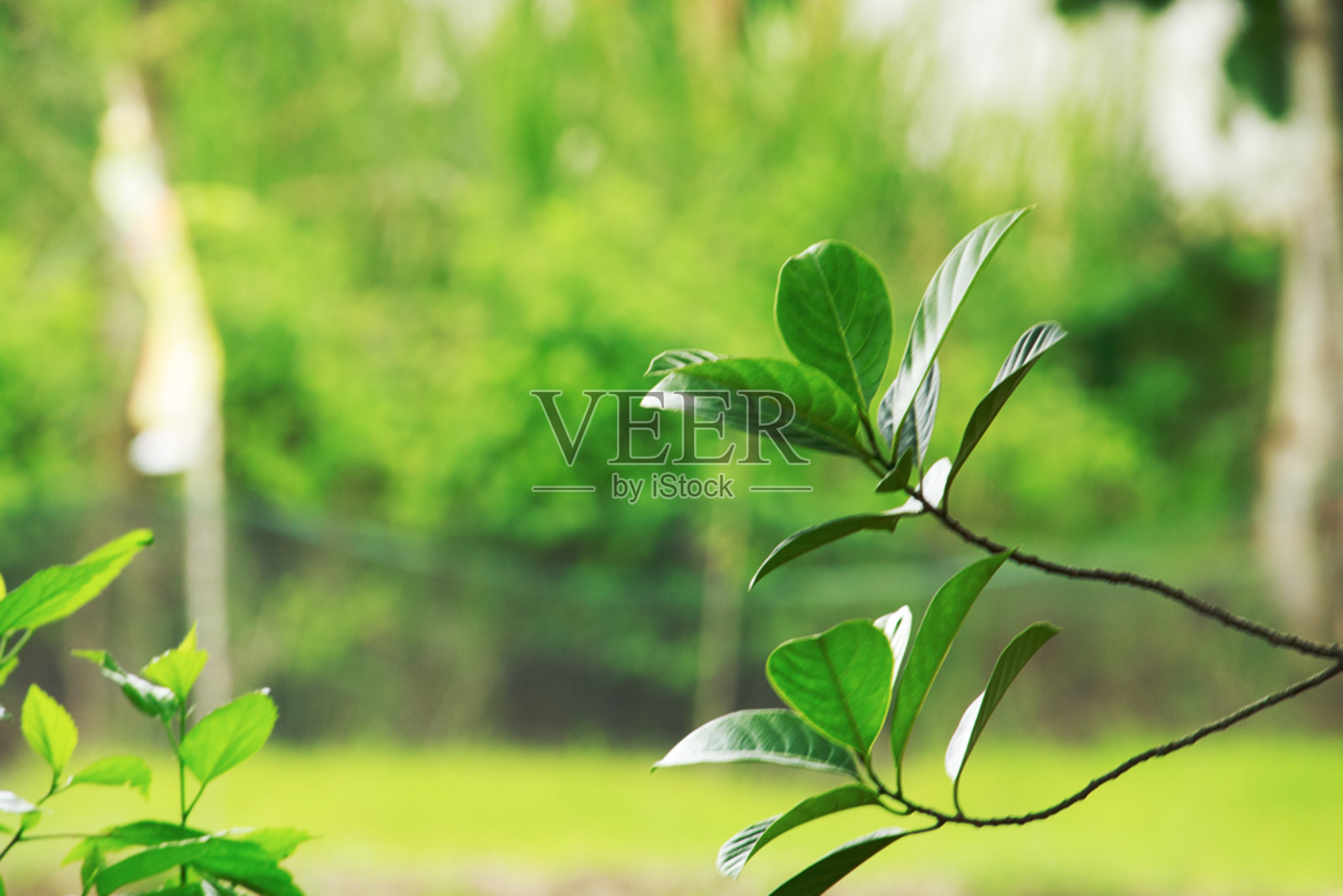 一个榴莲照片摄影图片