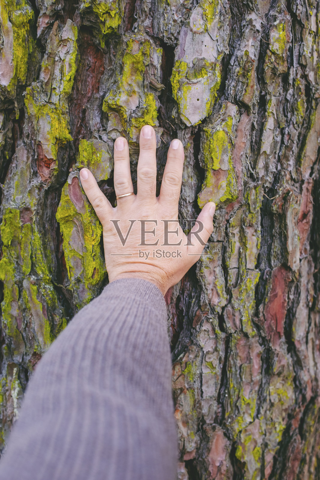 男人的手触摸和关心树干。热爱大自然的人的概念。人类和森林都不用担心。地球的一天的形象。停止森林砍伐和污染,为环境创造新的未来照片摄影图片