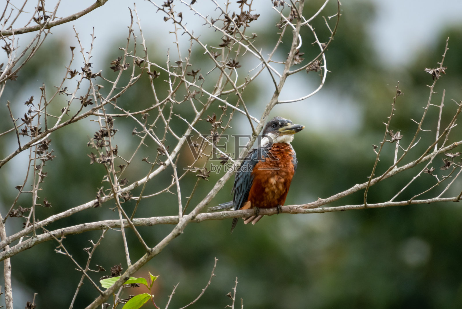 五颜六色的翠鸟栖息在干枯的树枝上,背景模糊。照片摄影图片