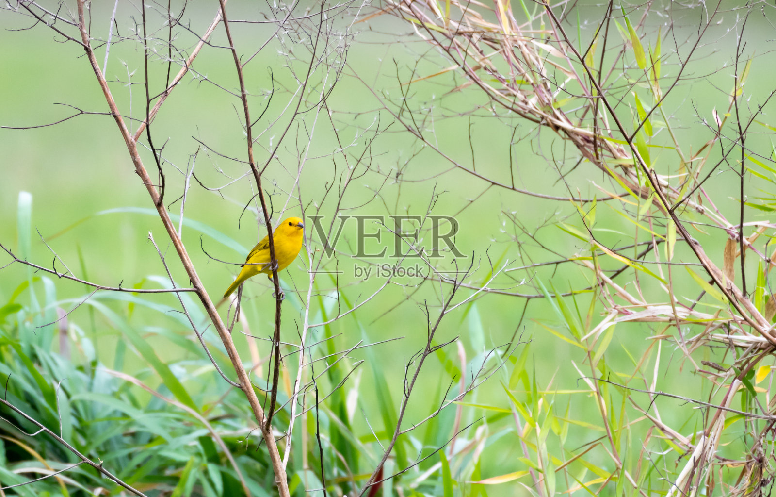 一只亮黄色的小鸟栖息在绿色草地上的一个干燥的灌木上照片摄影图片
