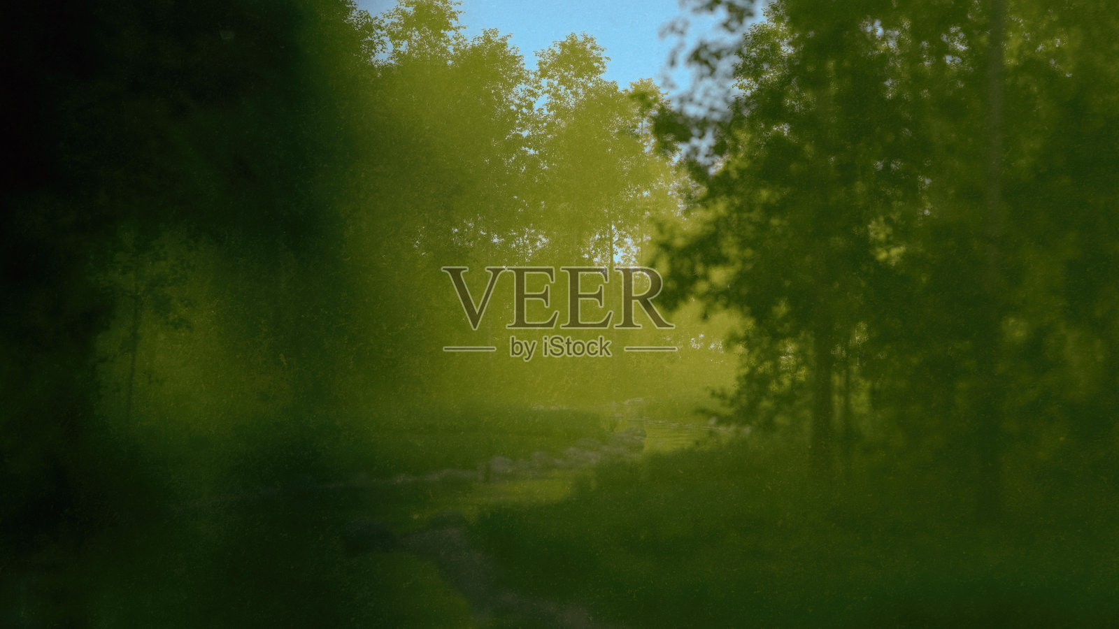 有白桦树的雾蒙蒙的森林和日出时的河流。3 d渲染。照片摄影图片