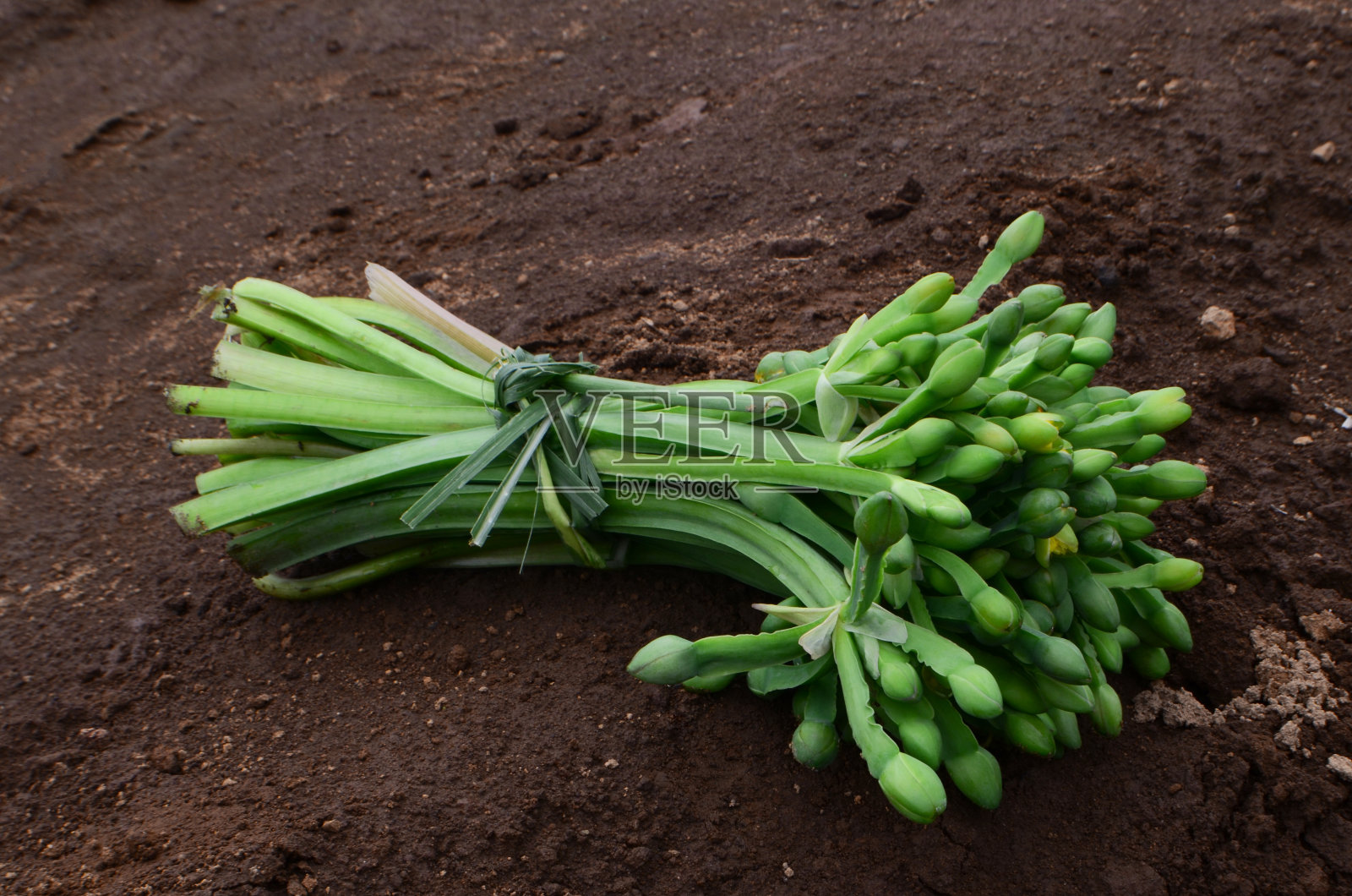 新鲜蔬菜花,淡菜黄照片摄影图片